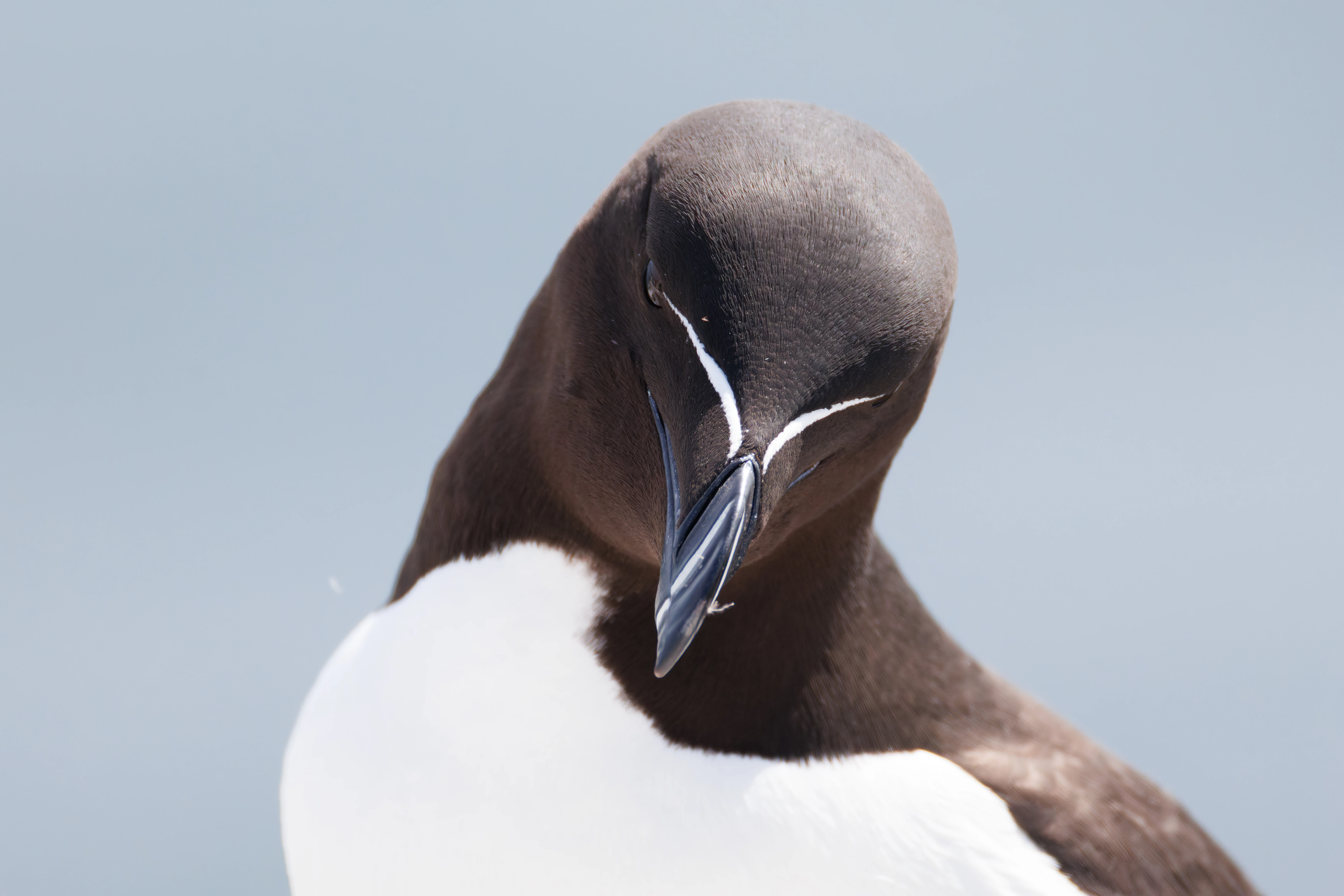 Razorbill, Farne Islands, Seahouses, Northumberland, UK — photo by Orlando Prugel-Bennett