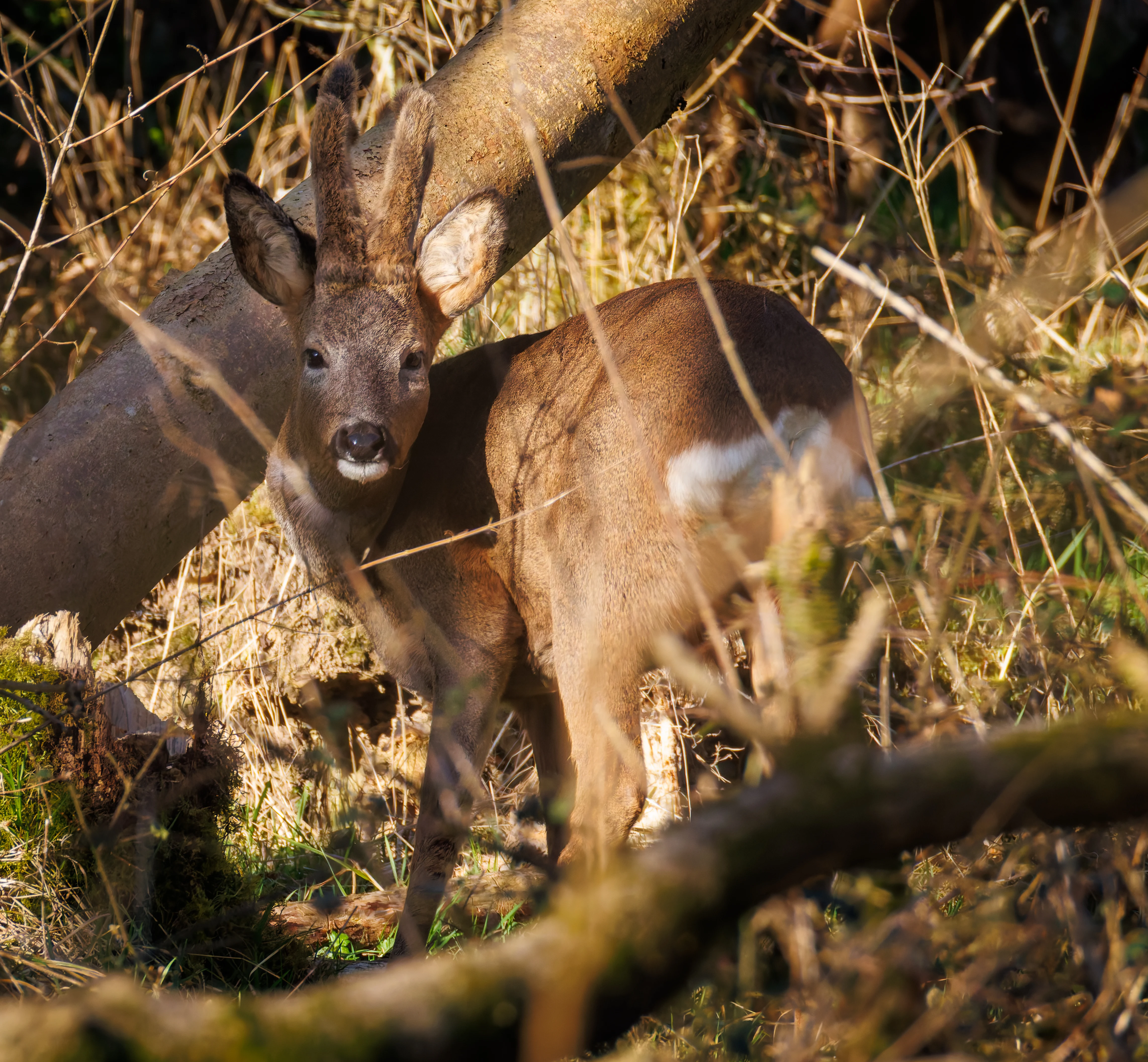 Roe Deer, Brockholes, Preston, UK — photo by Orlando Prugel-Bennett