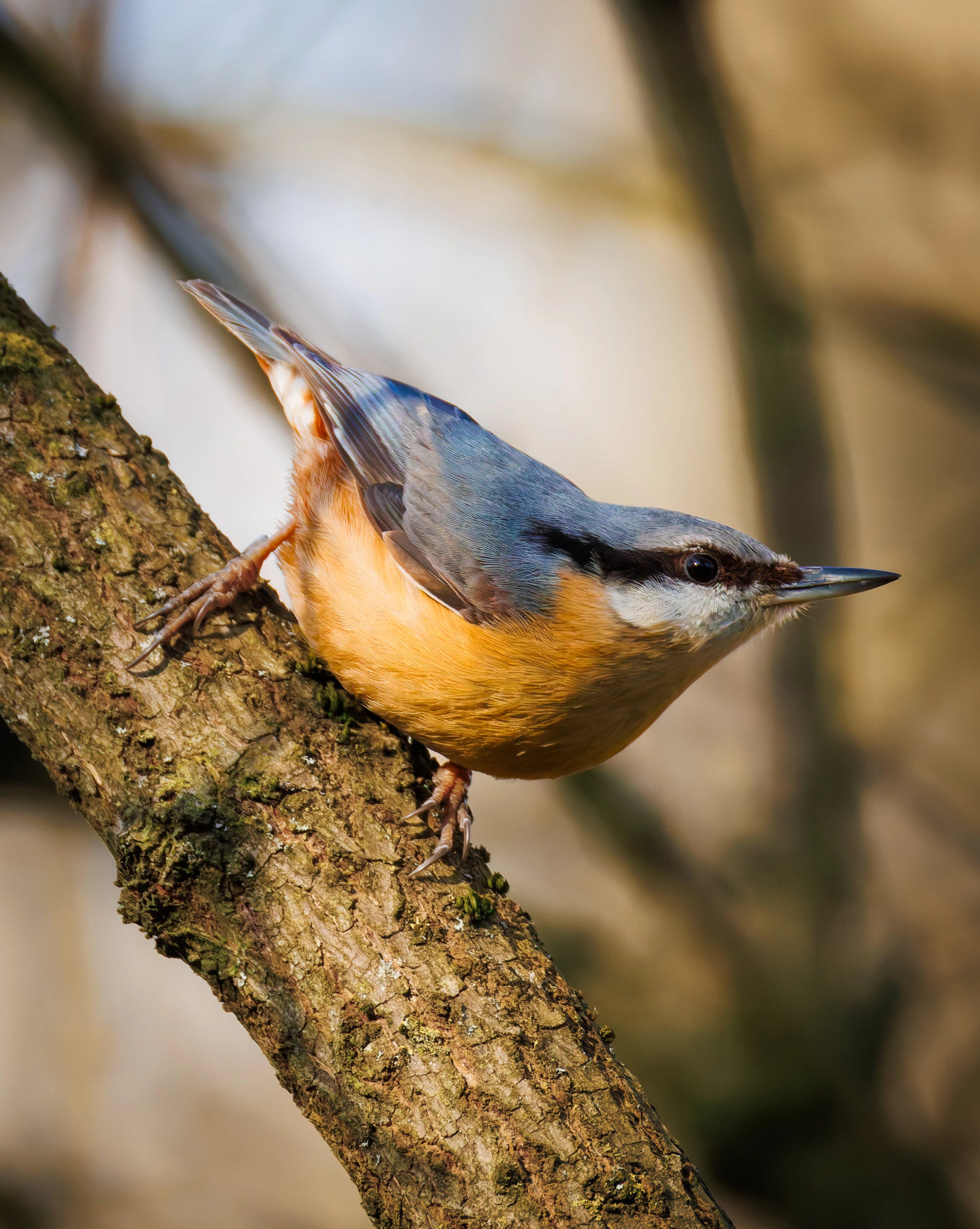 Nuthatch, Brockholes, Preston, UK — photo by Orlando Prugel-Bennett