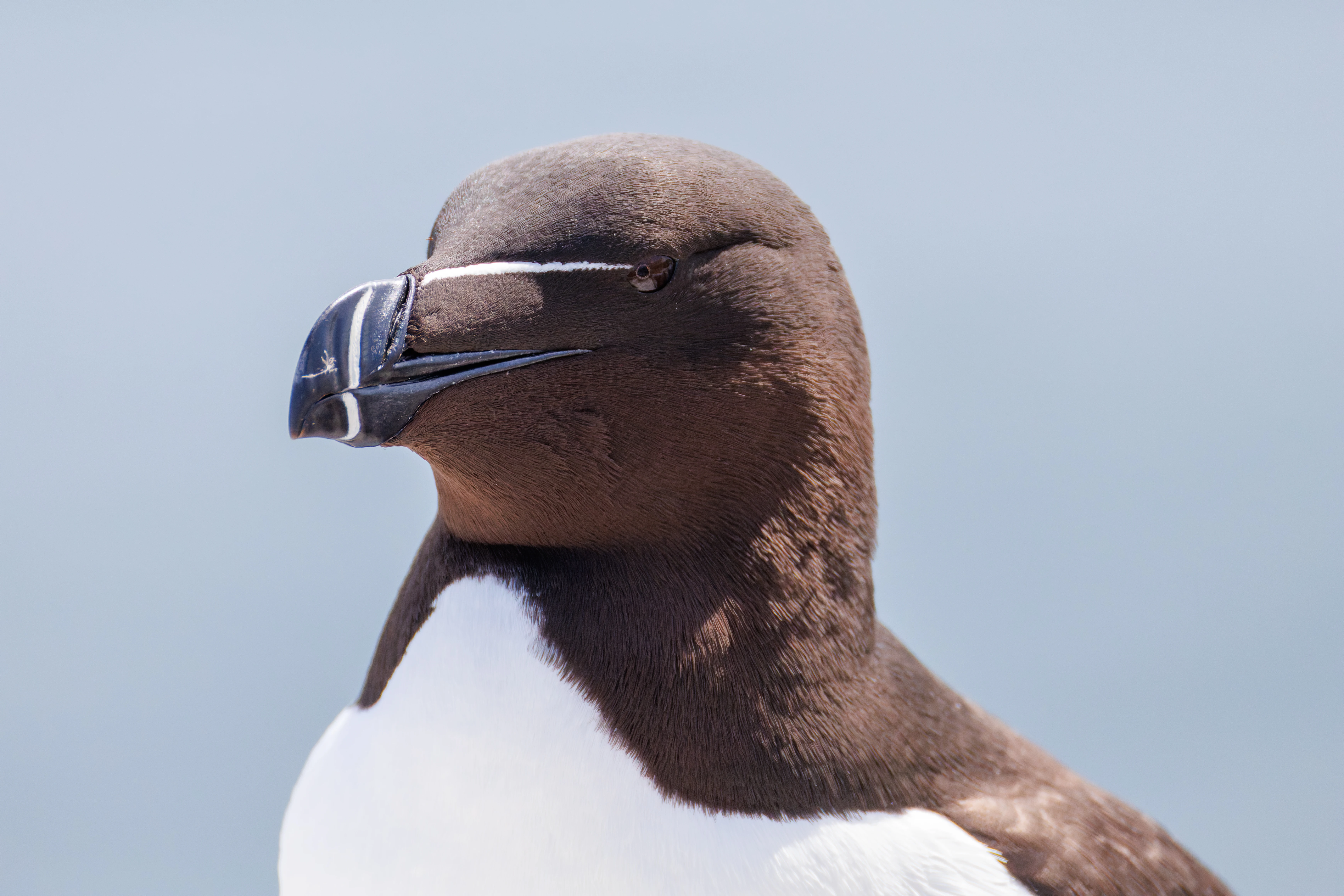 Razorbill, Farne Islands, Seahouses, Northumberland, UK — photo by Orlando Prugel-Bennett