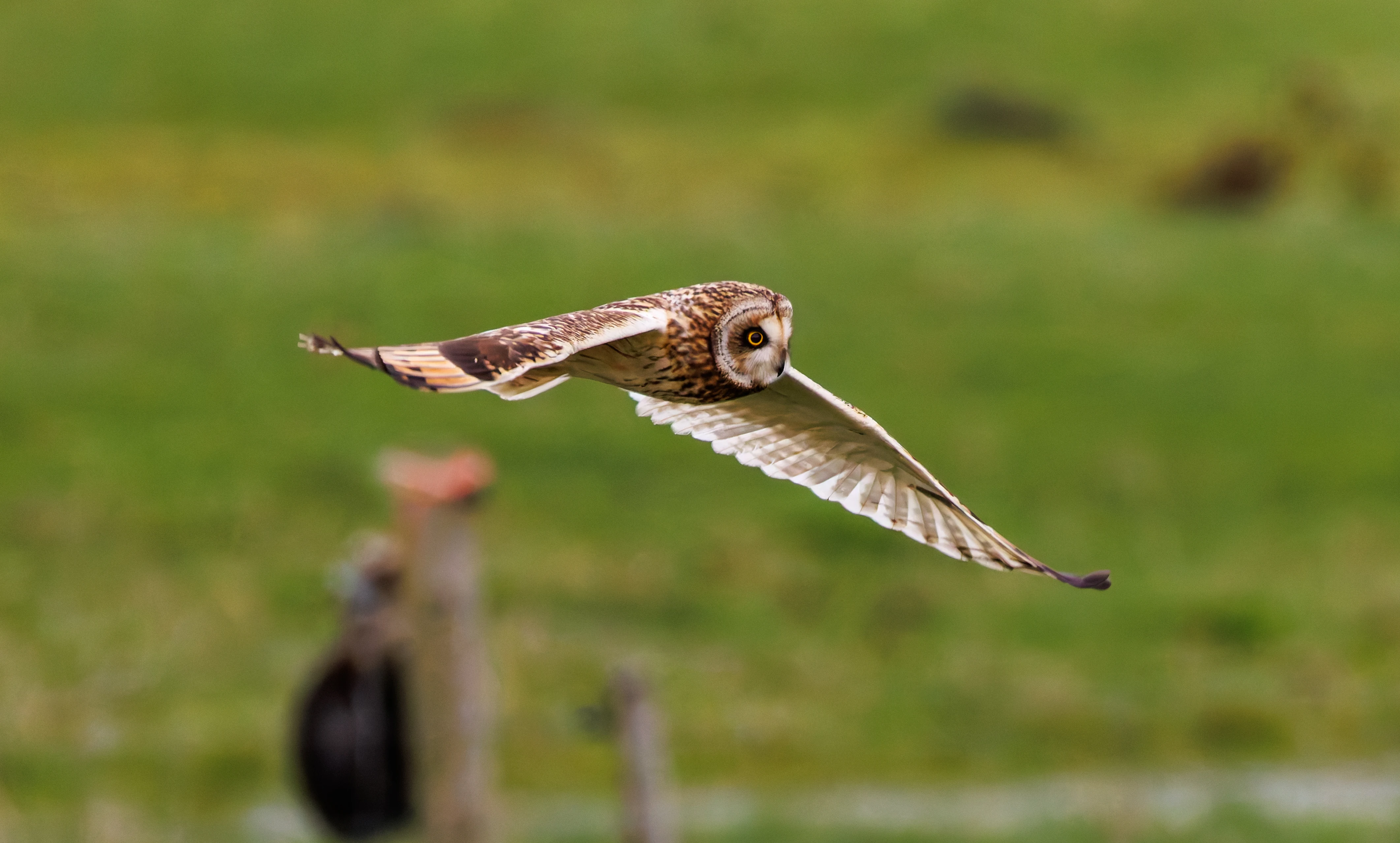 Short-eared Owl, Glasson Docks, UK — photo by Orlando Prugel-Bennett