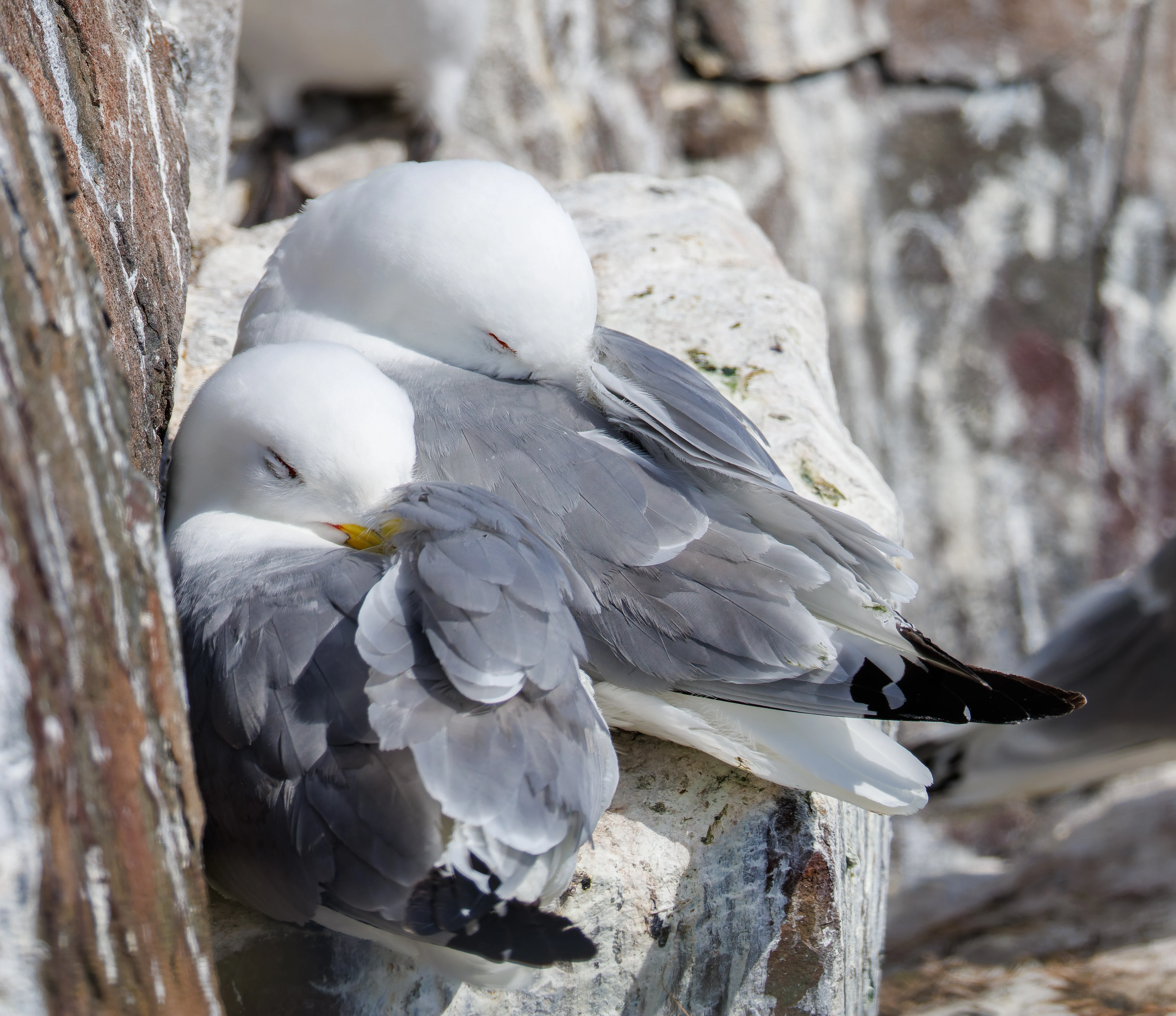 Kittiwake, Farne Islands, Seahouses, Northumberland, UK — photo by Orlando Prugel-Bennett