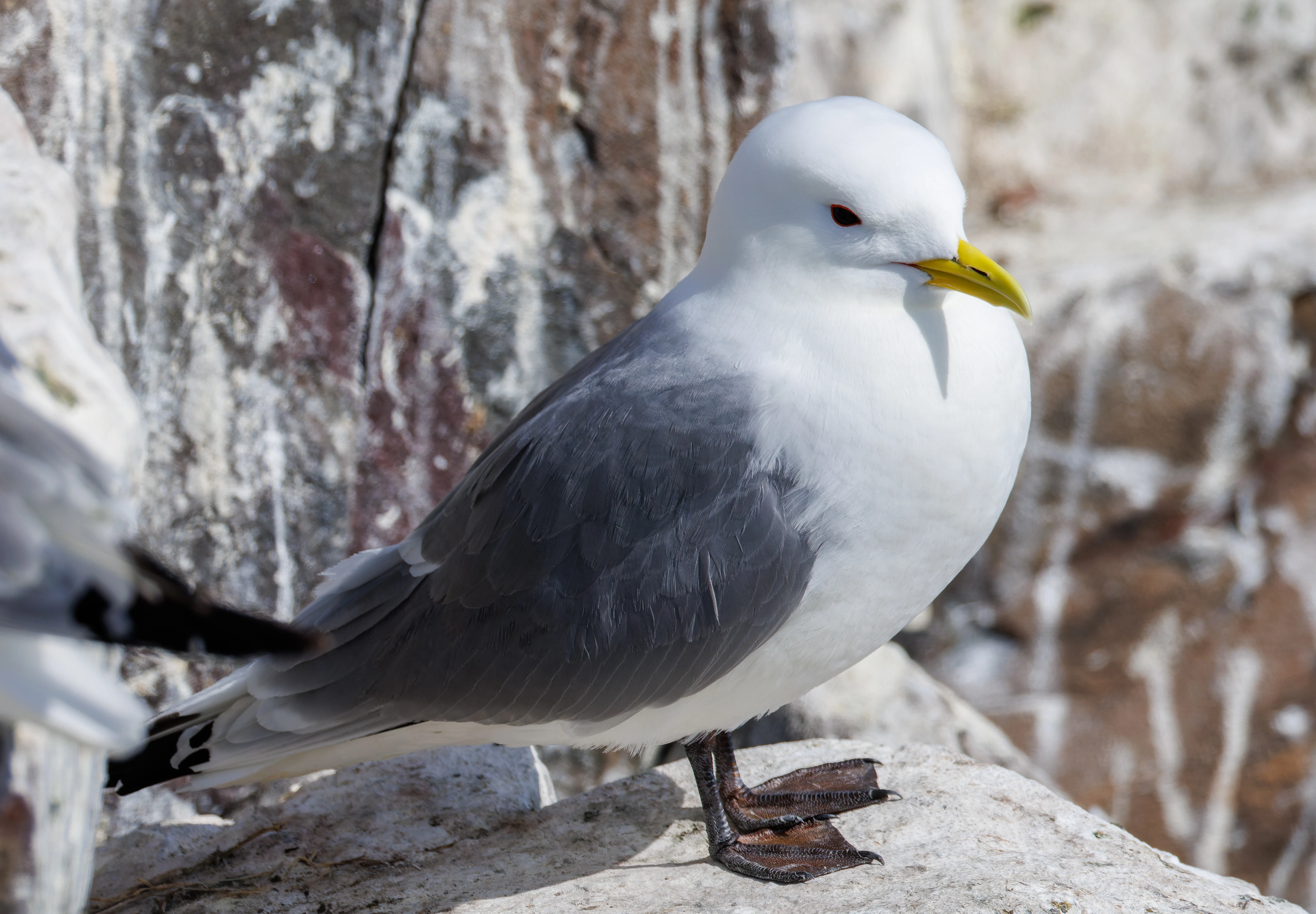 Kittiwake, Farne Islands, Seahouses, Northumberland, UK — photo by Orlando Prugel-Bennett