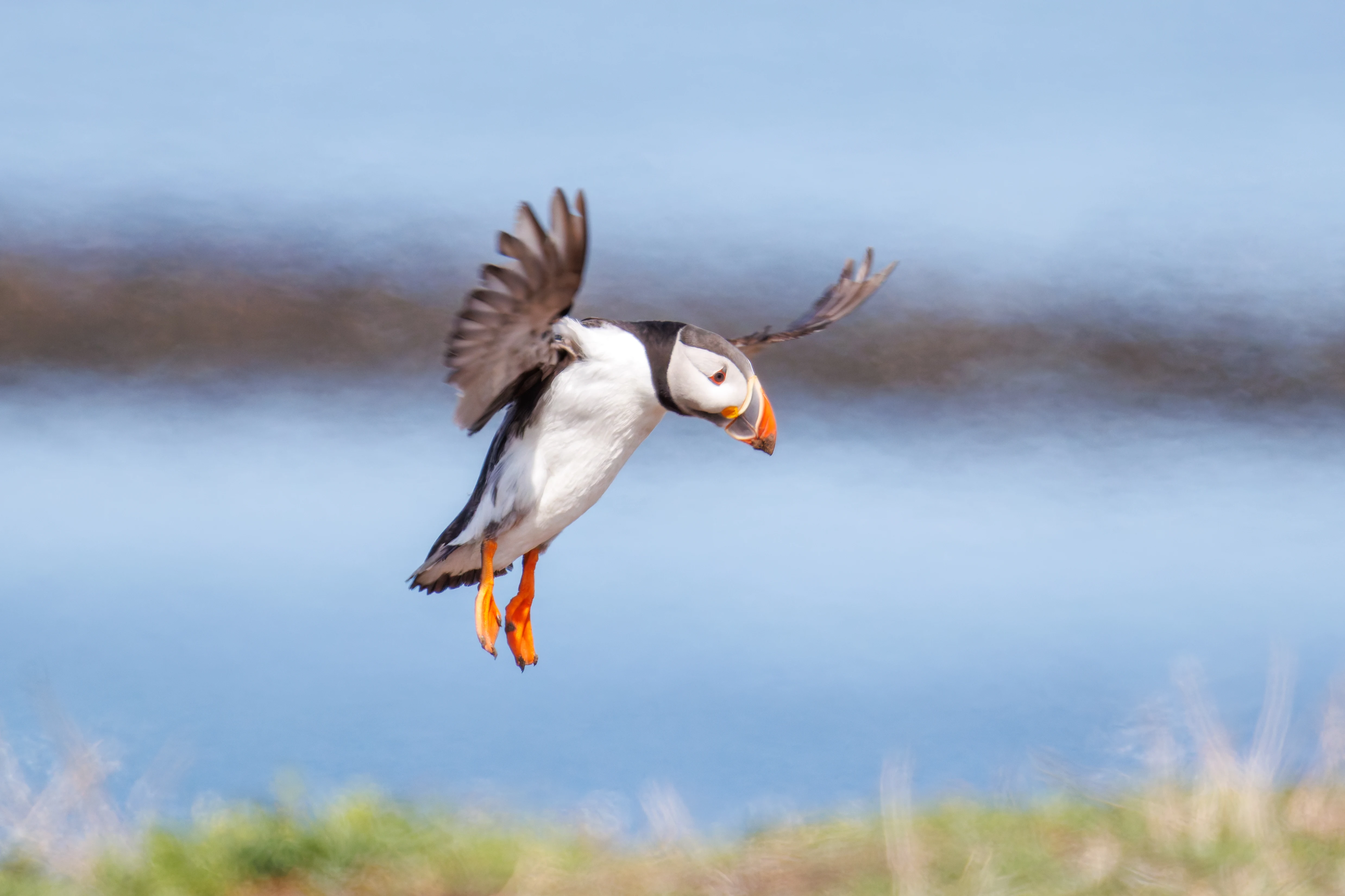 Puffin, Farne Islands, Seahouses, Northumberland, UK — photo by Orlando Prugel-Bennett
