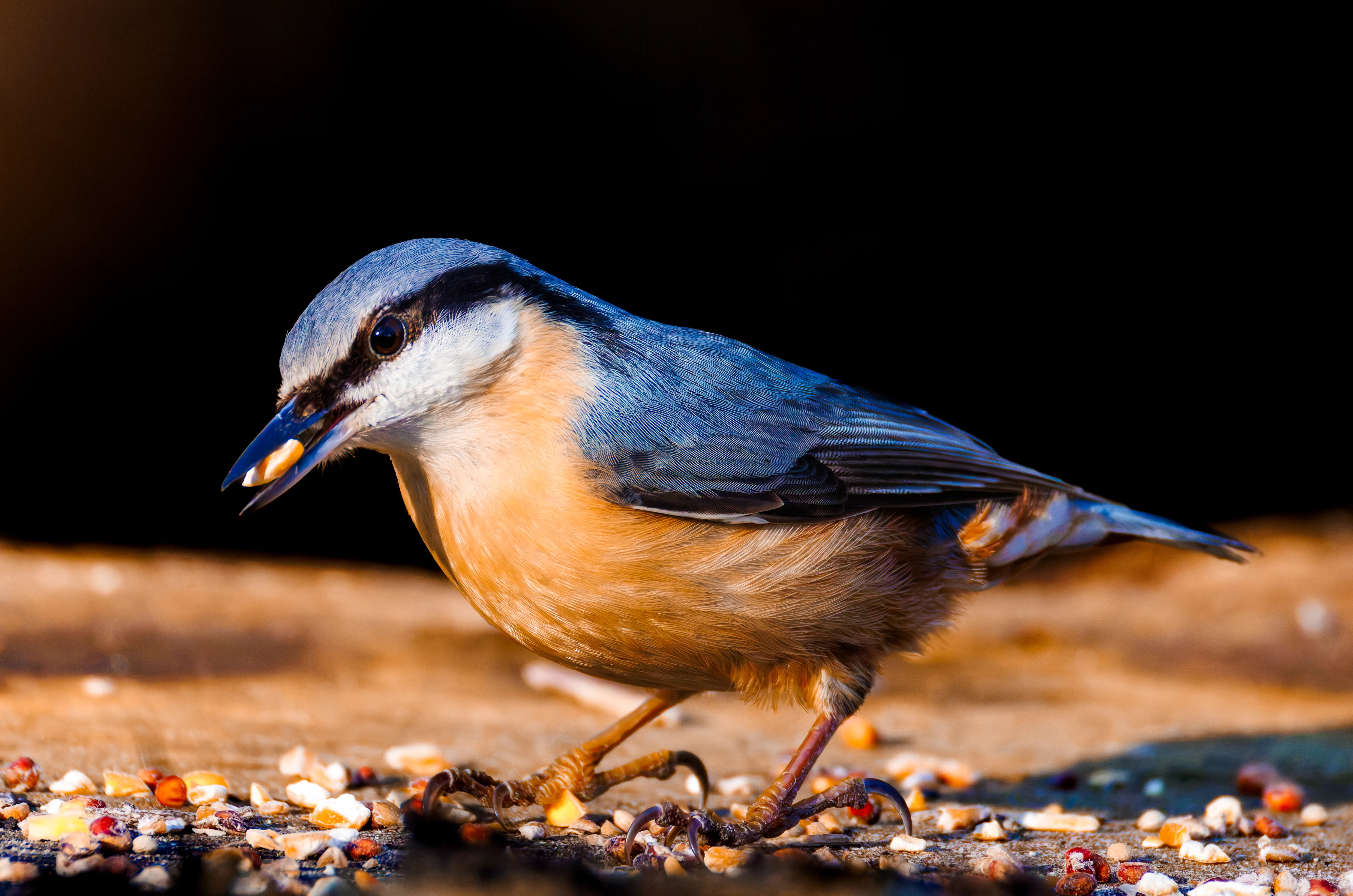 Nuthatch, Brockholes, Preston, UK — photo by Orlando Prugel-Bennett