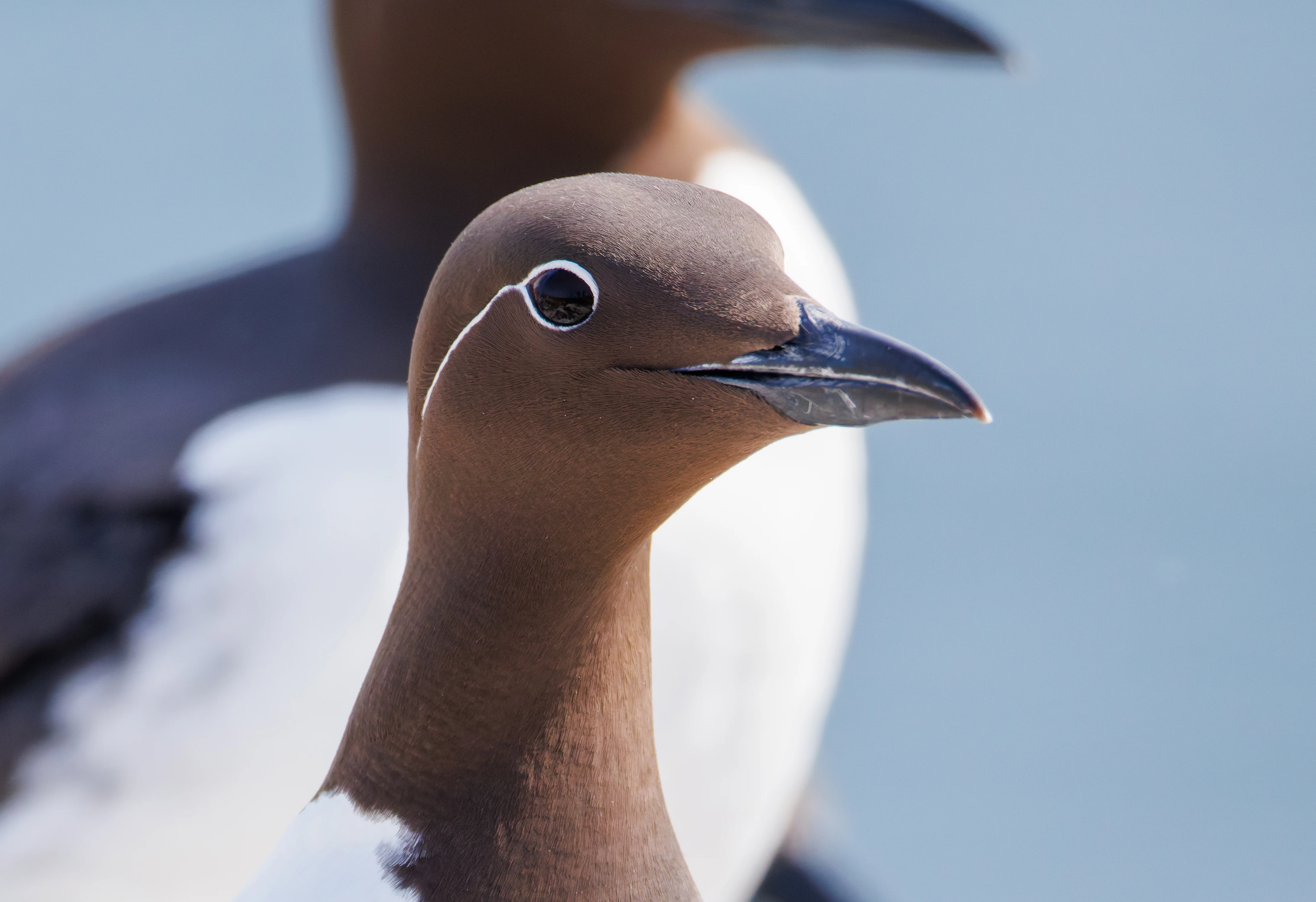 Bridled Guillimot, Farne Islands, Seahouses, Northumberland, UK — photo by Orlando Prugel-Bennett