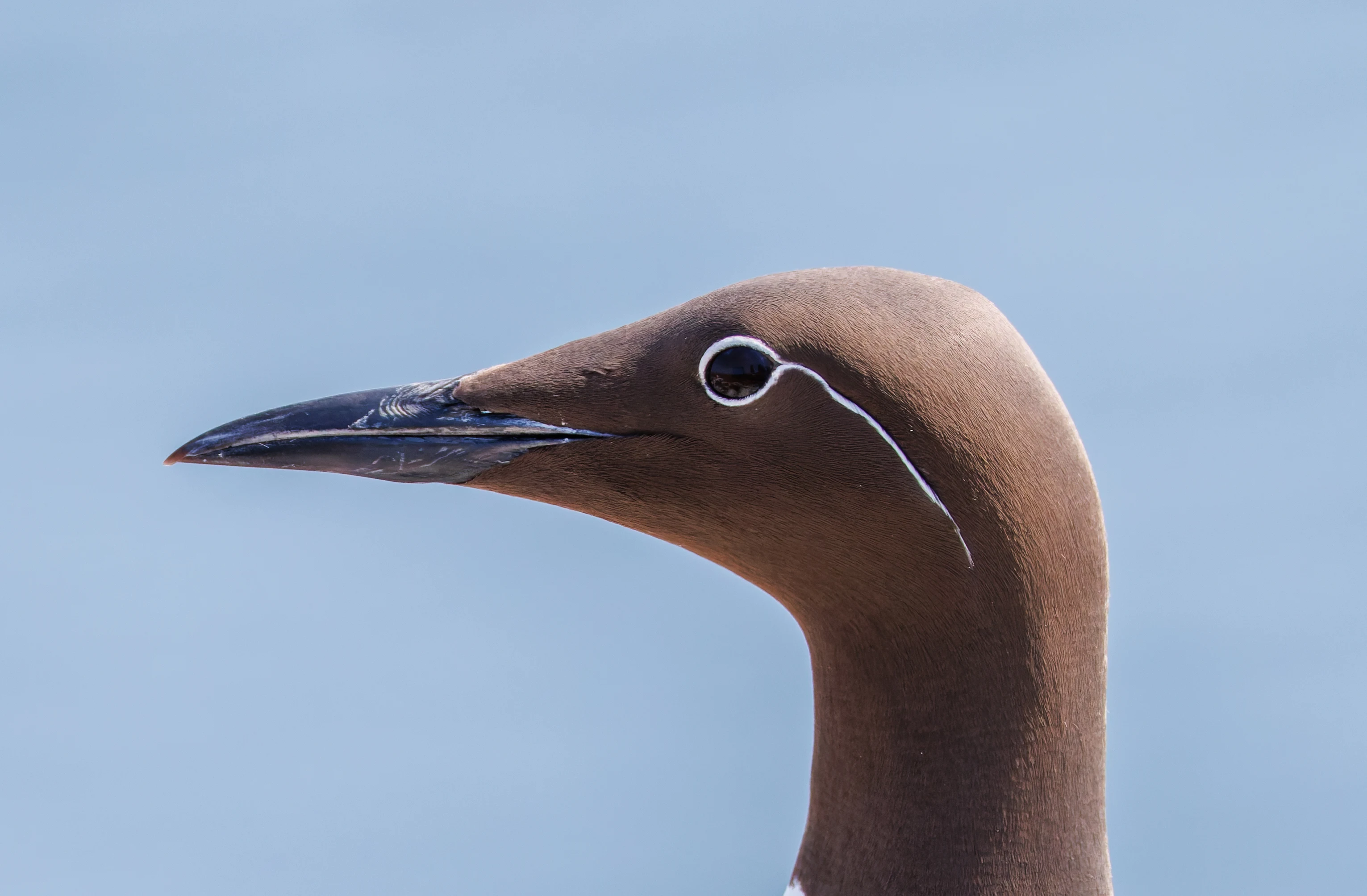 Bridled Guillimot, Farne Islands, Seahouses, Northumberland, UK — photo by Orlando Prugel-Bennett