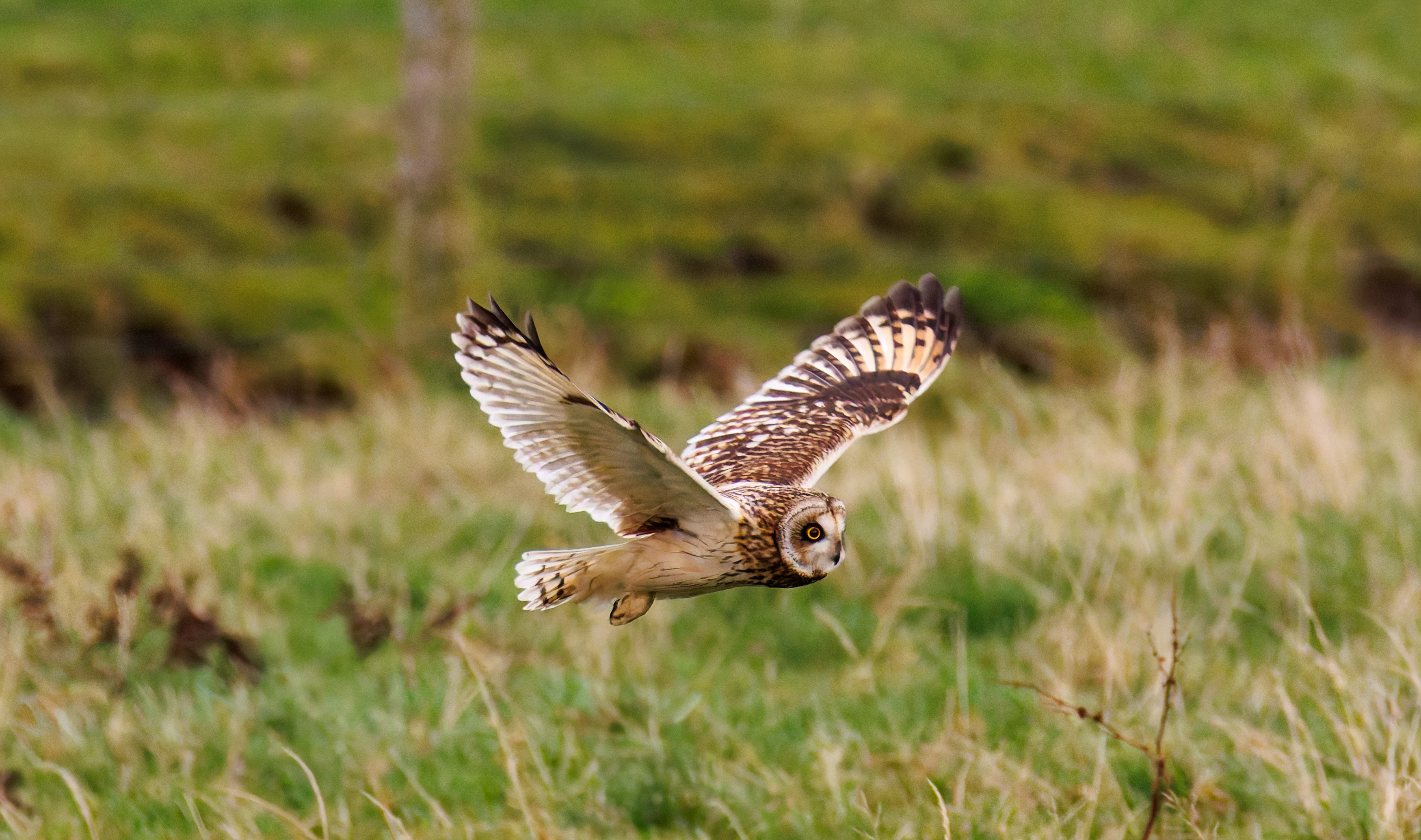 Short-eared Owl, Glasson Docks, UK — photo by Orlando Prugel-Bennett