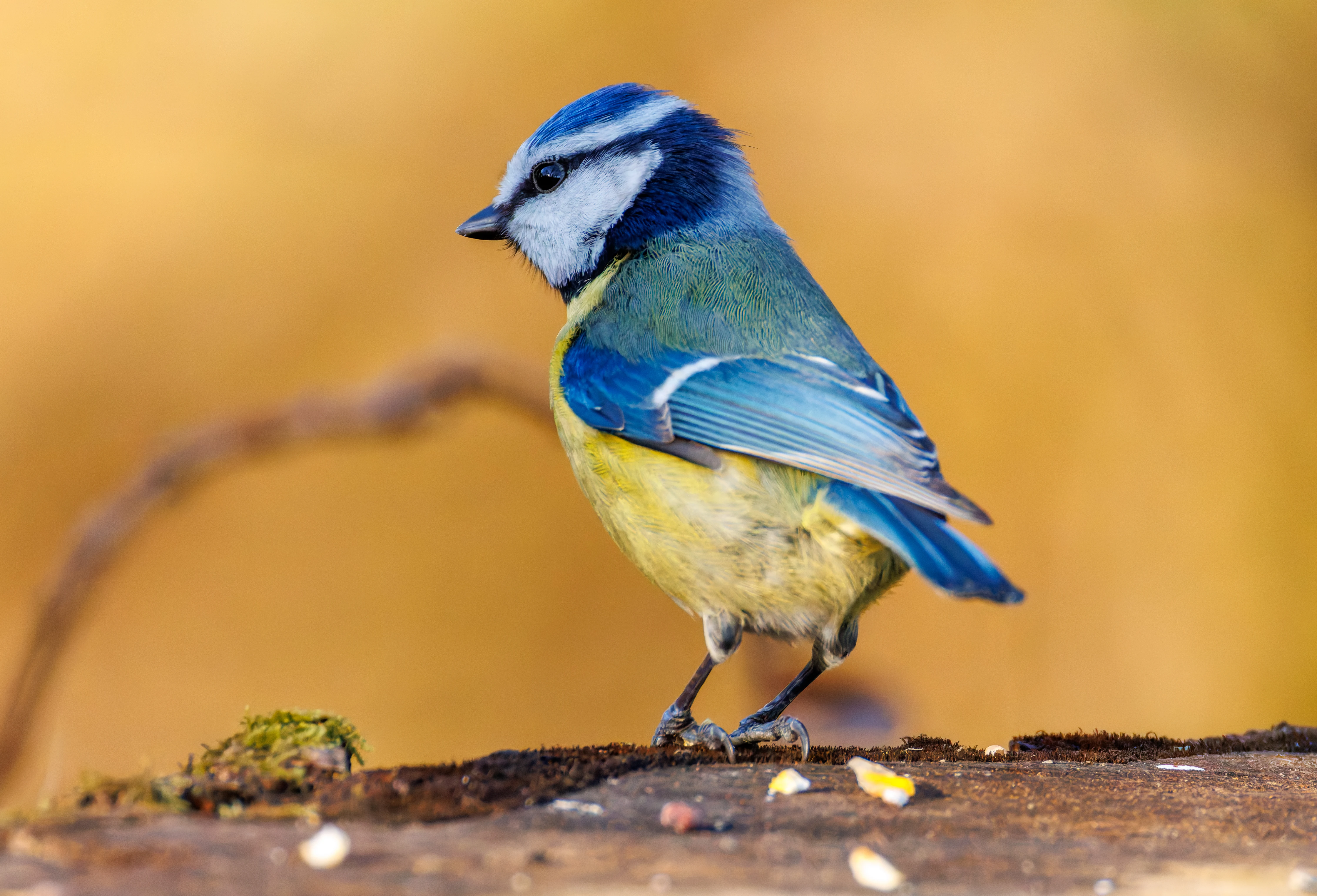 Blue Tit, Brockholes, Preston, UK — photo by Orlando Prugel-Bennett