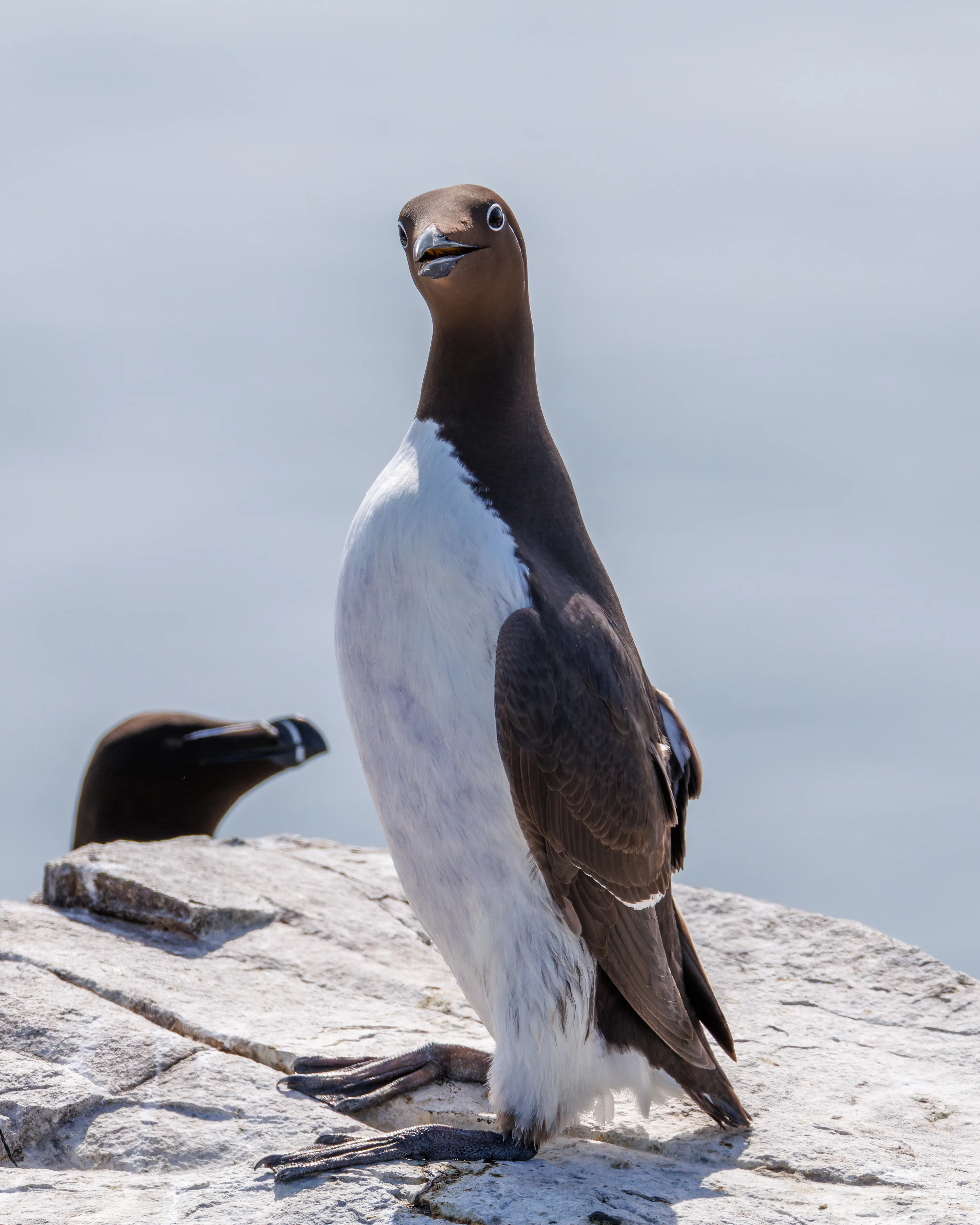 Bridled Guillimot, Farne Islands, Seahouses, Northumberland, UK — photo by Orlando Prugel-Bennett
