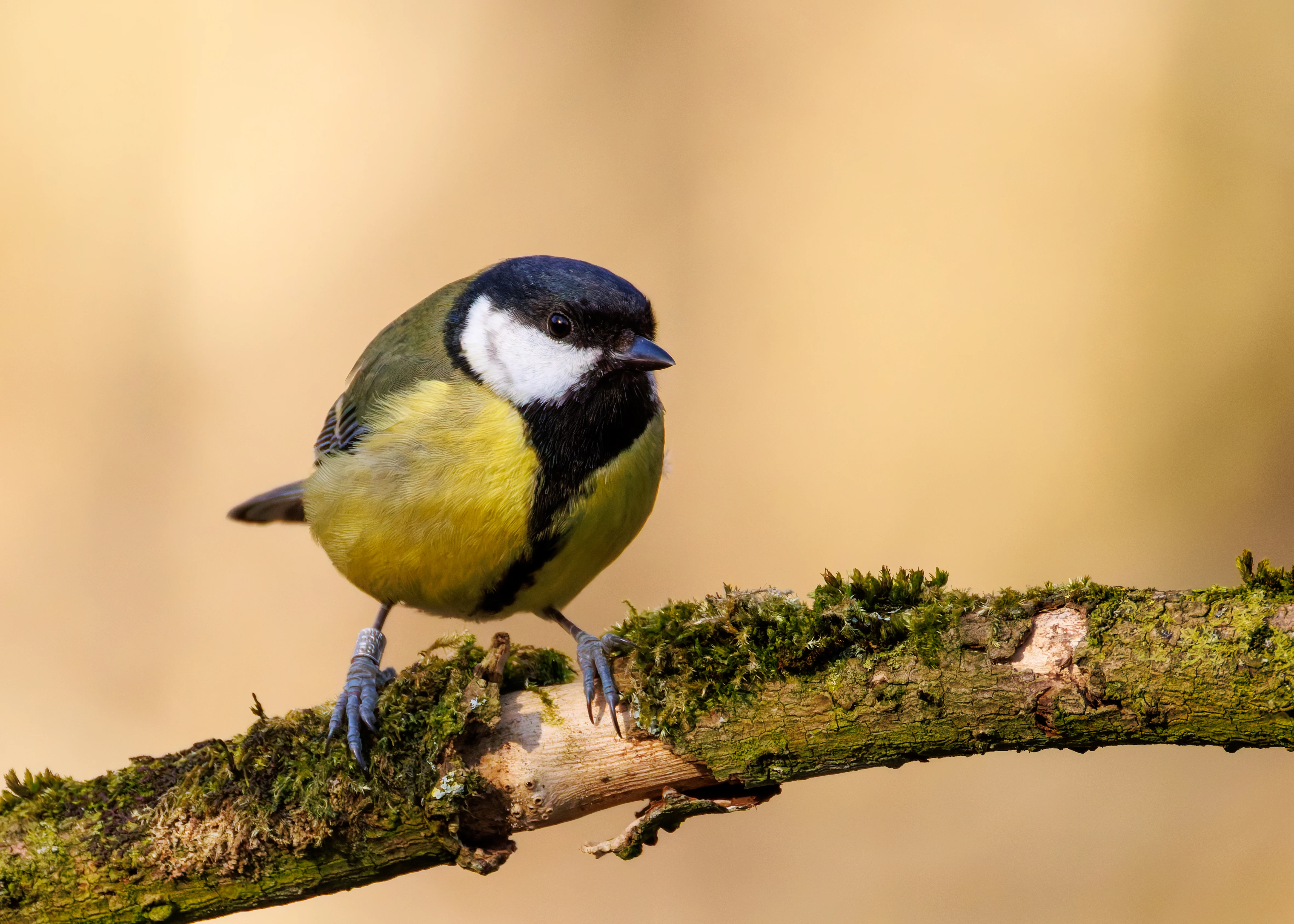 Great Tit, Brockholes, Preston, UK — photo by Orlando Prugel-Bennett