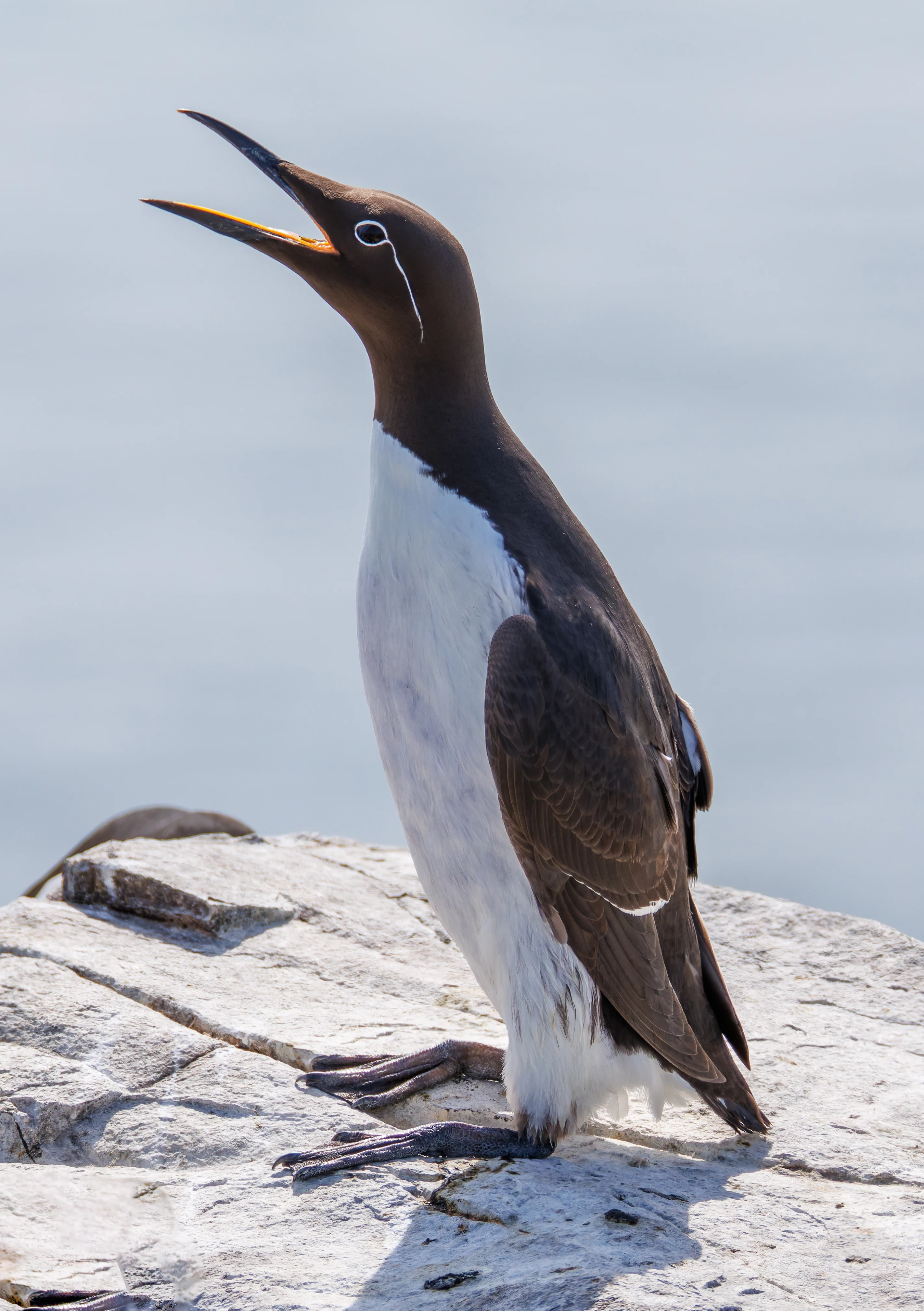 Bridled Guillimot, Farne Islands, Seahouses, Northumberland, UK — photo by Orlando Prugel-Bennett