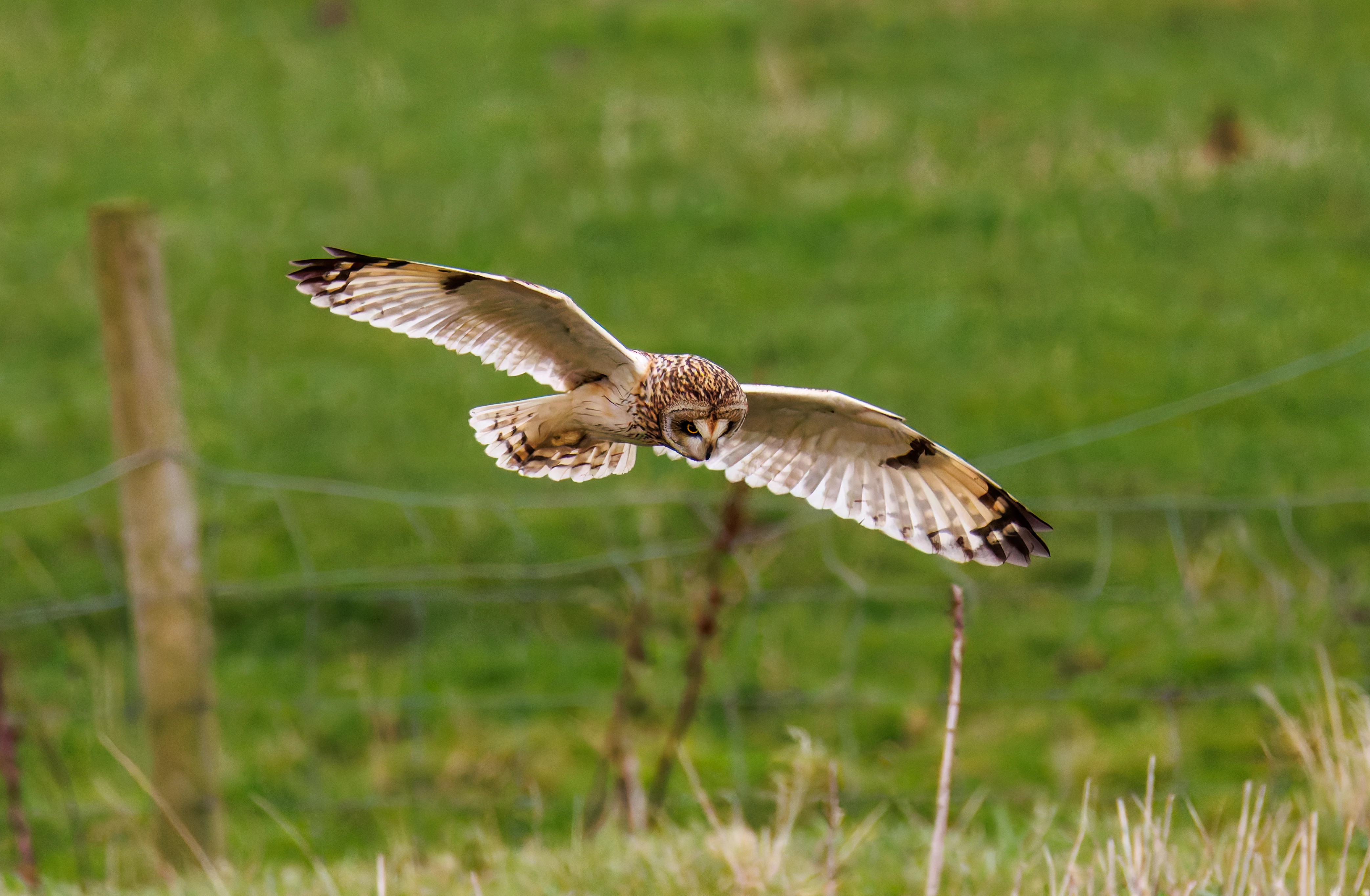 Short-eared Owl, Glasson Docks, UK — photo by Orlando Prugel-Bennett