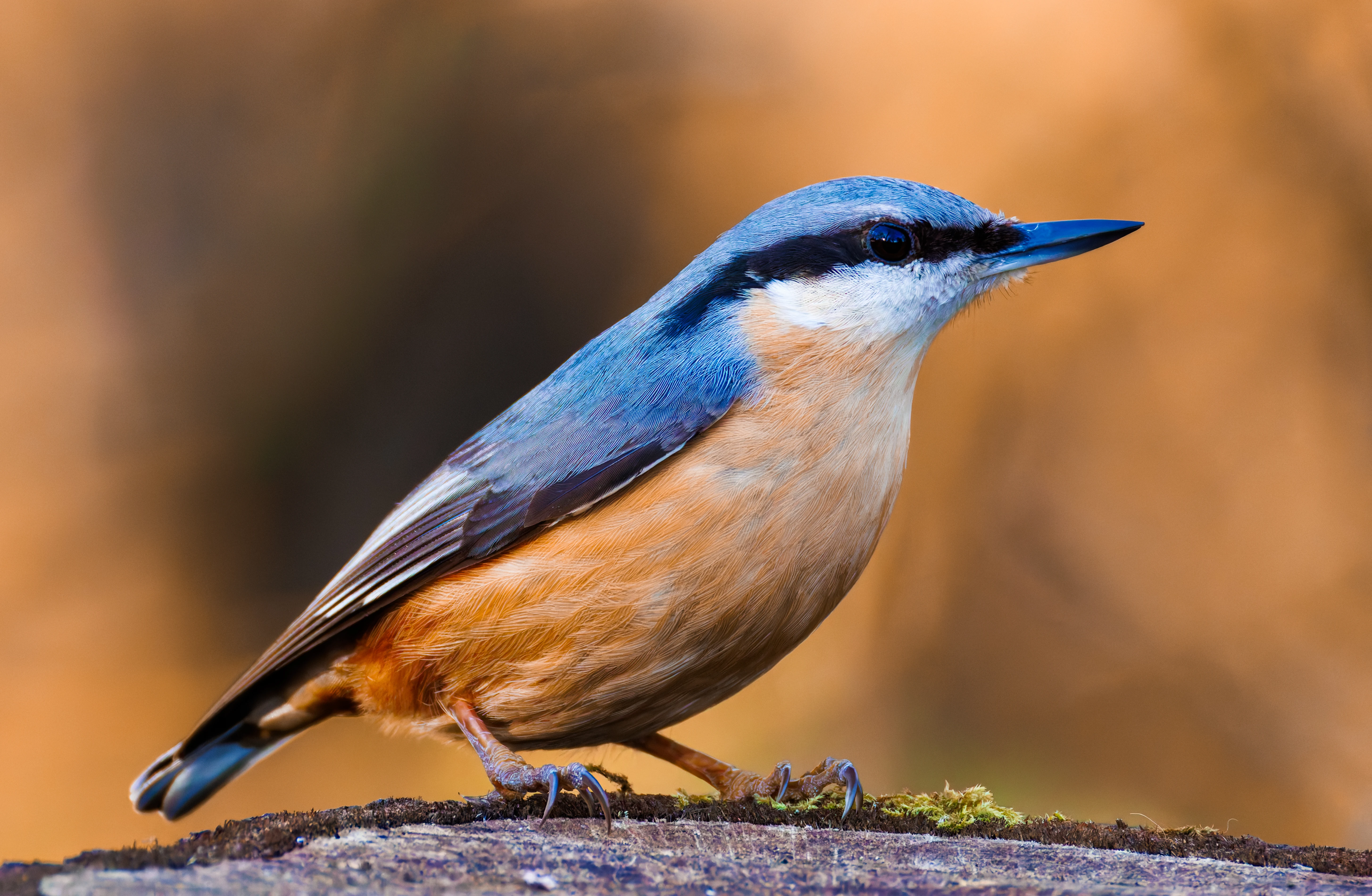 Nuthatch, Brockholes, Preston, UK — photo by Orlando Prugel-Bennett