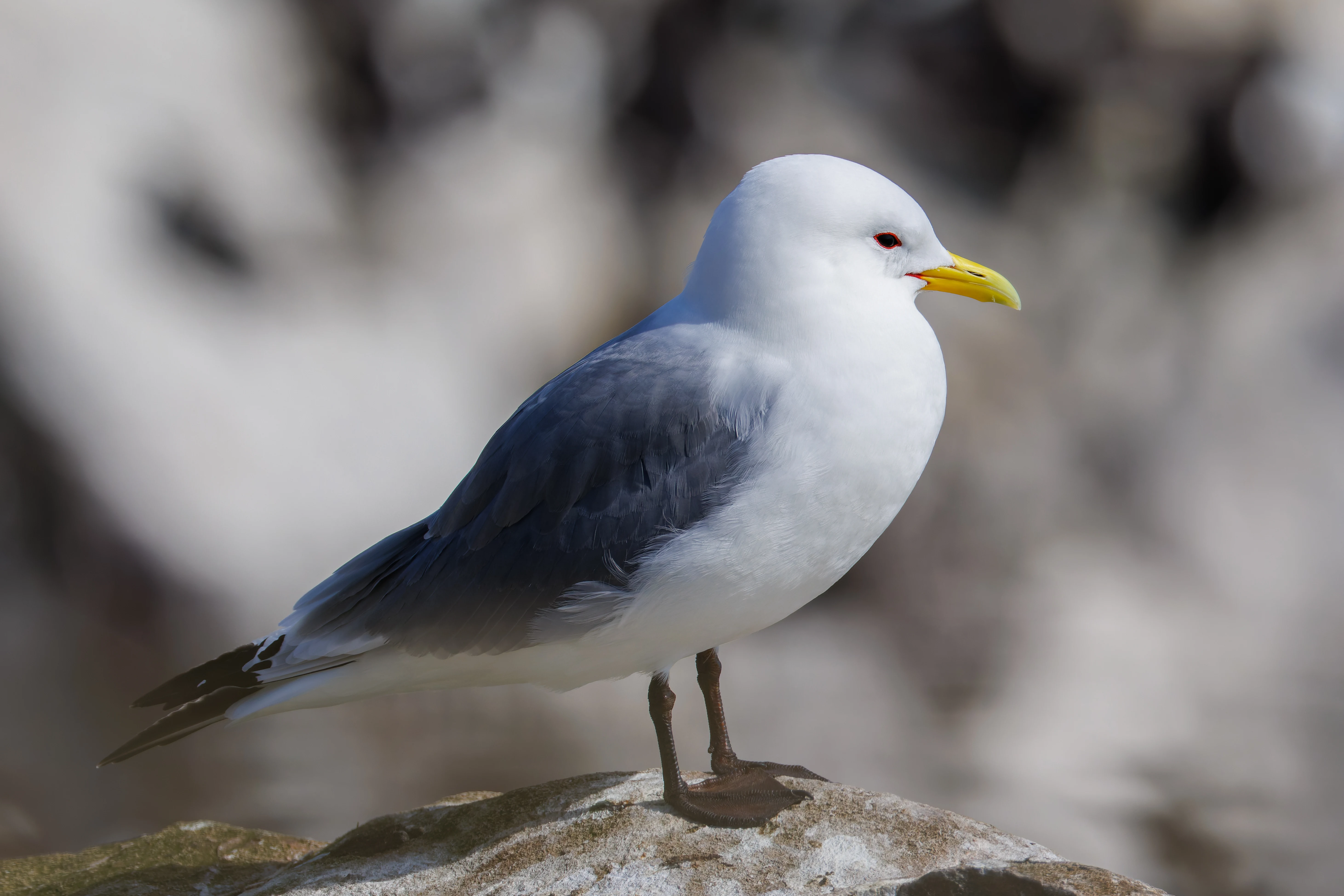 Kittiwake, Farne Islands, Seahouses, Northumberland, UK — photo by Orlando Prugel-Bennett