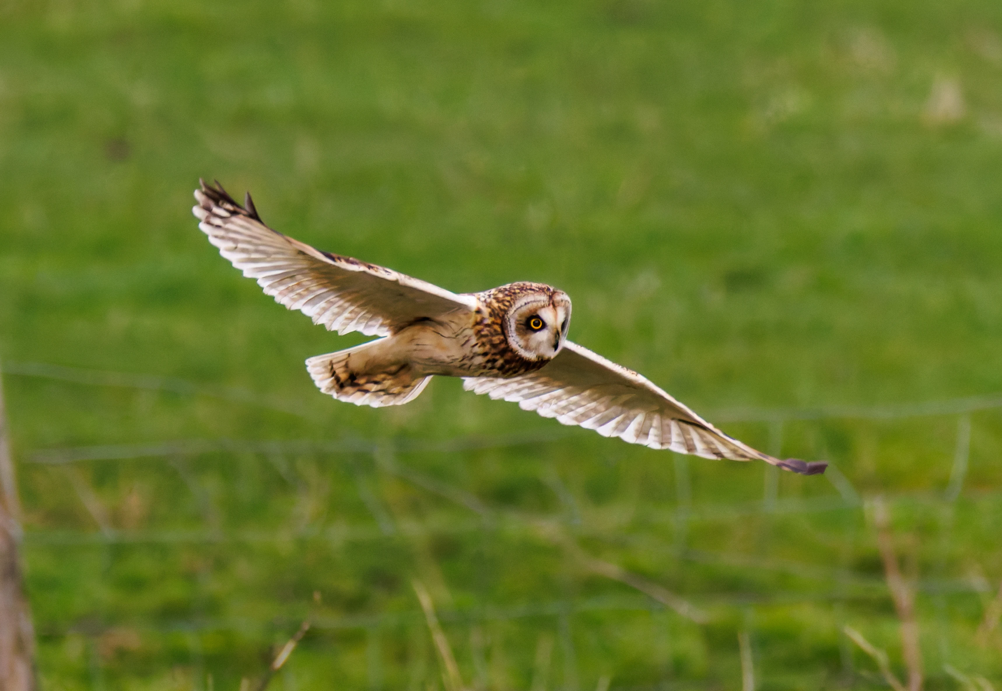 Short-eared Owl, Glasson Docks, UK — photo by Orlando Prugel-Bennett