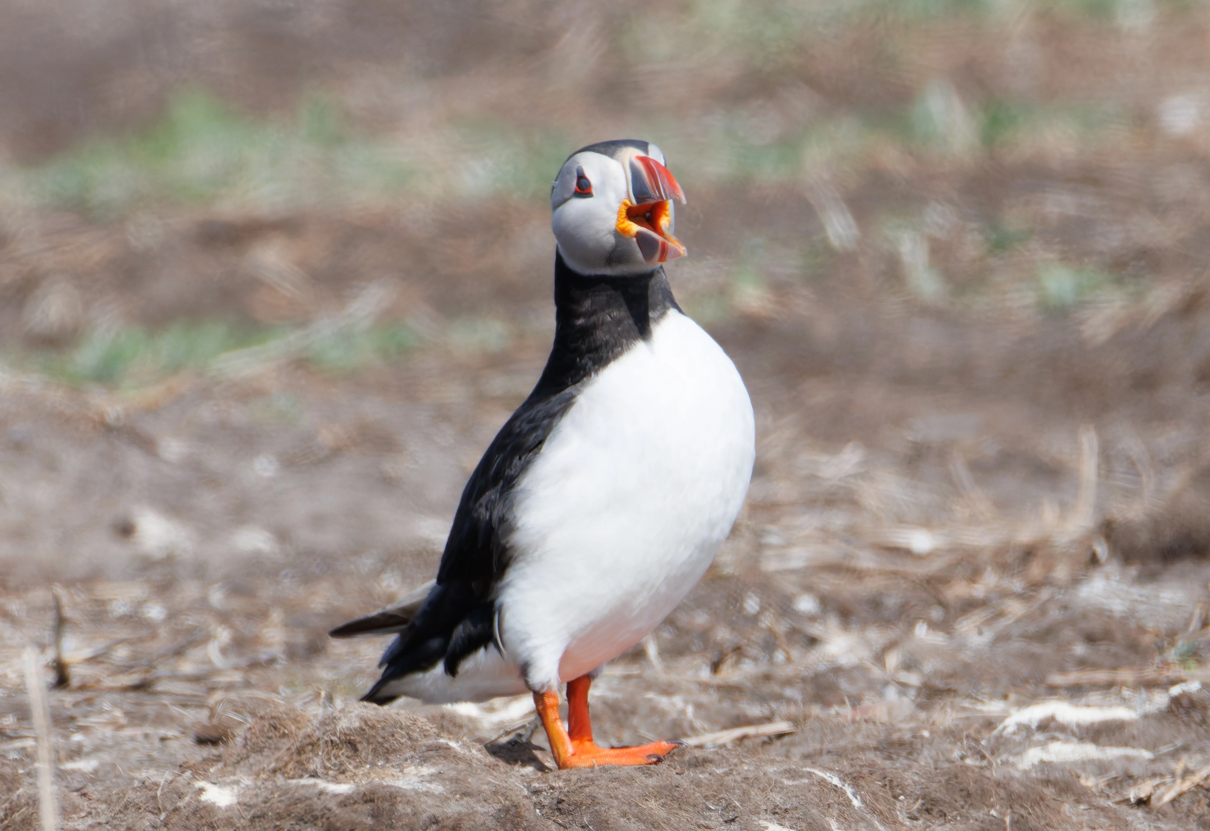 Puffin, Farne Islands, Seahouses, Northumberland, UK — photo by Orlando Prugel-Bennett
