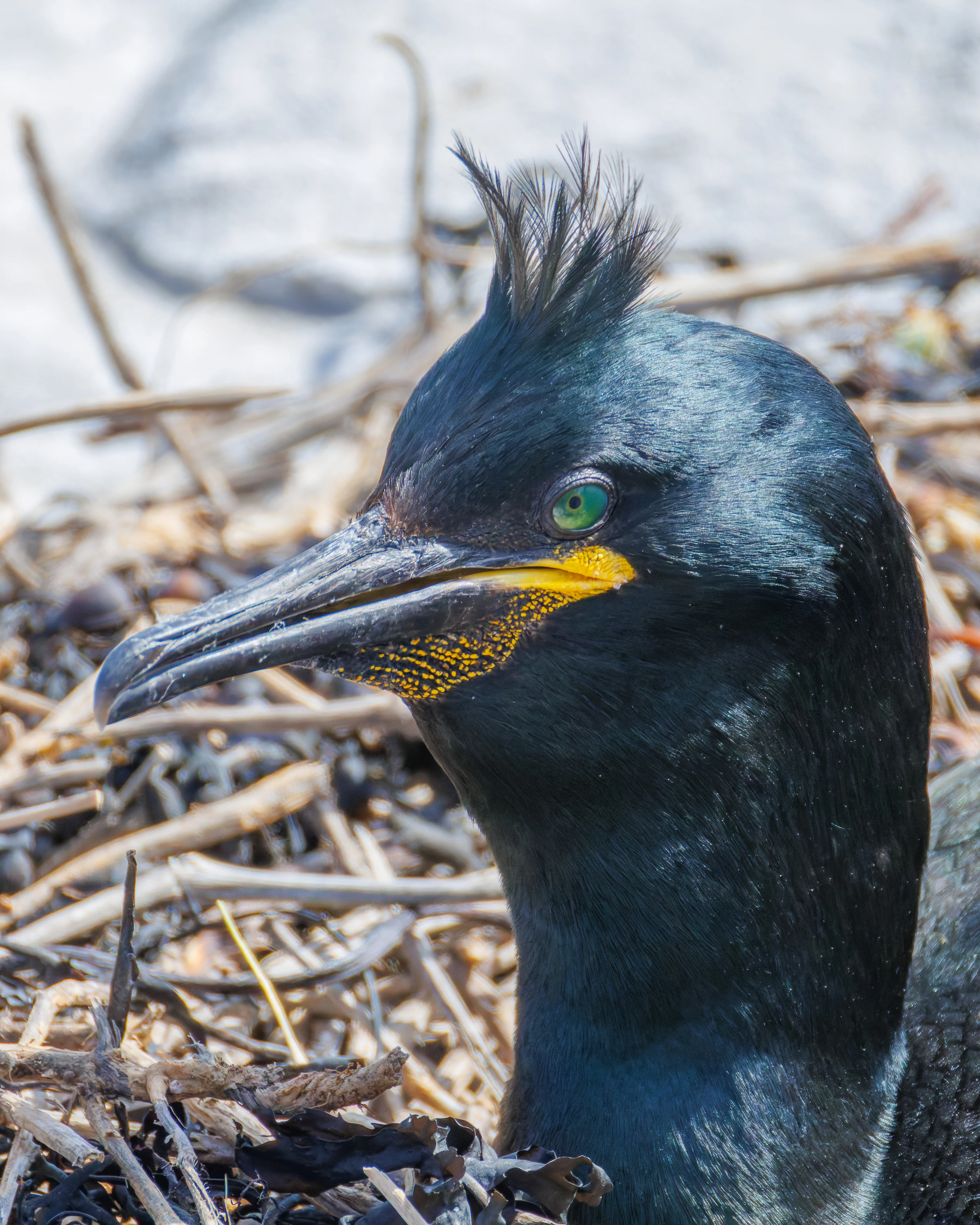 Shag, Farne Islands, Seahouses, Northumberland, UK — photo by Orlando Prugel-Bennett