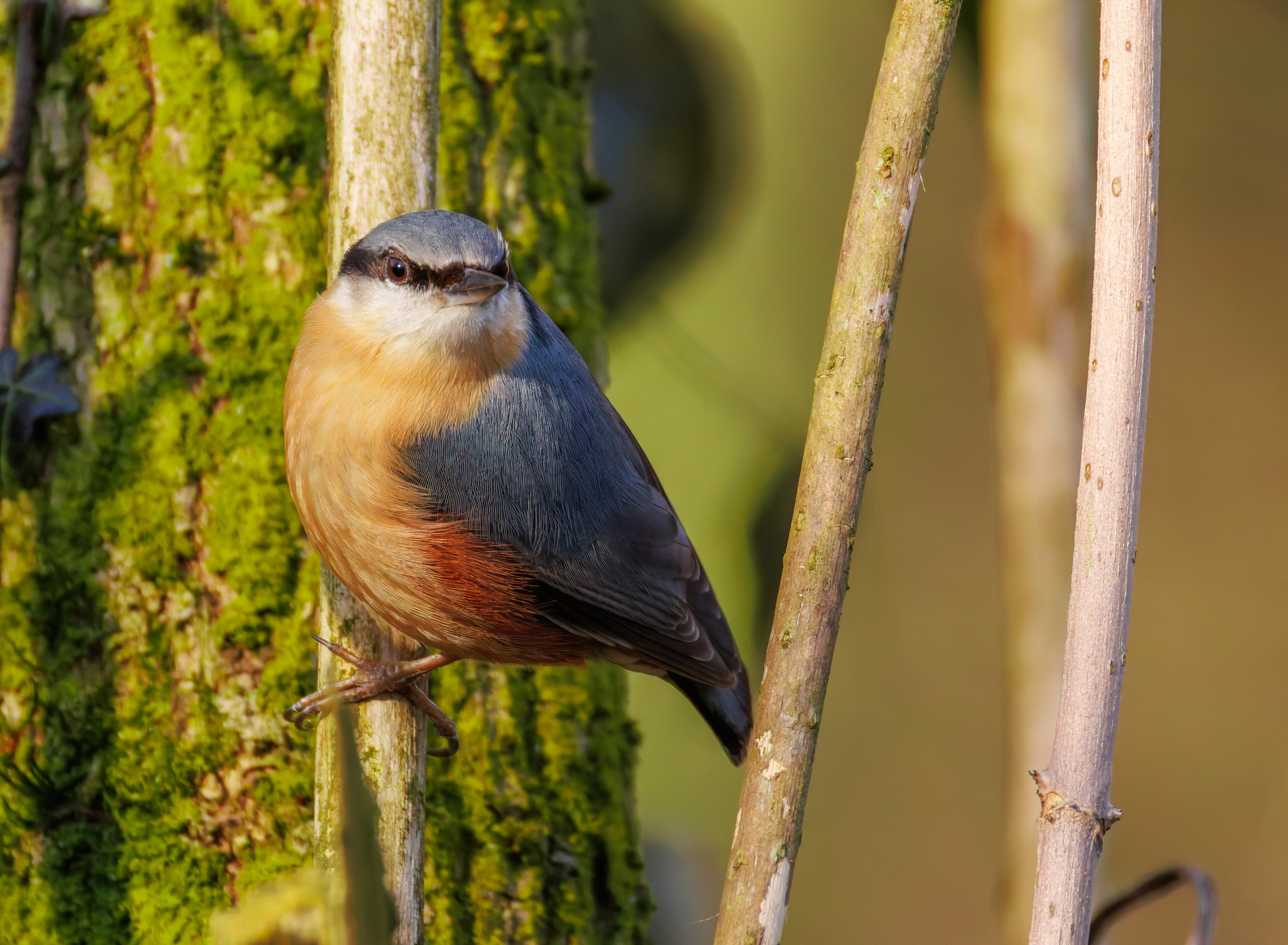 Nuthatch, Brockholes, Preston, UK — photo by Orlando Prugel-Bennett
