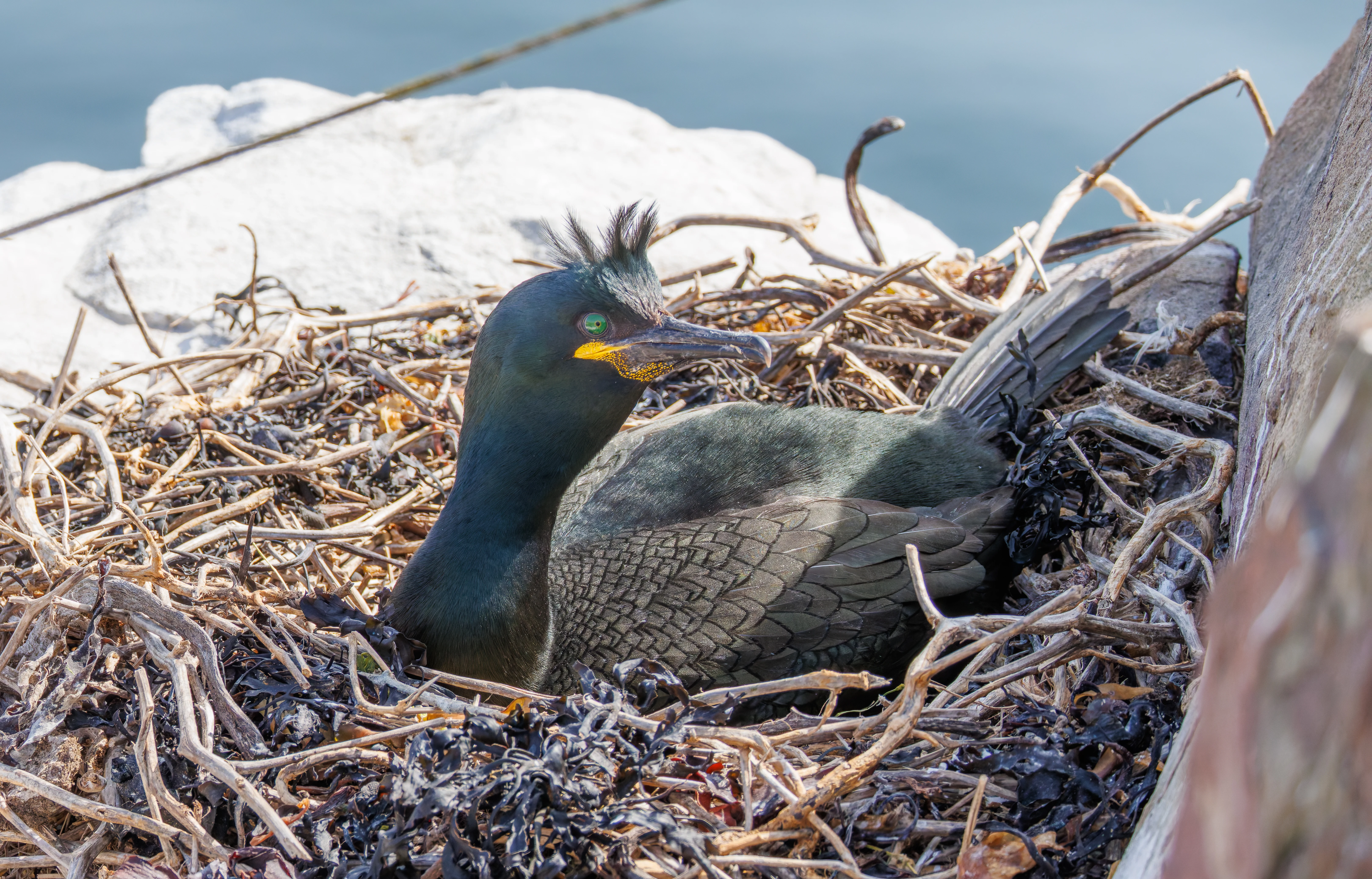 Shag, Farne Islands, Seahouses, Northumberland, UK — photo by Orlando Prugel-Bennett
