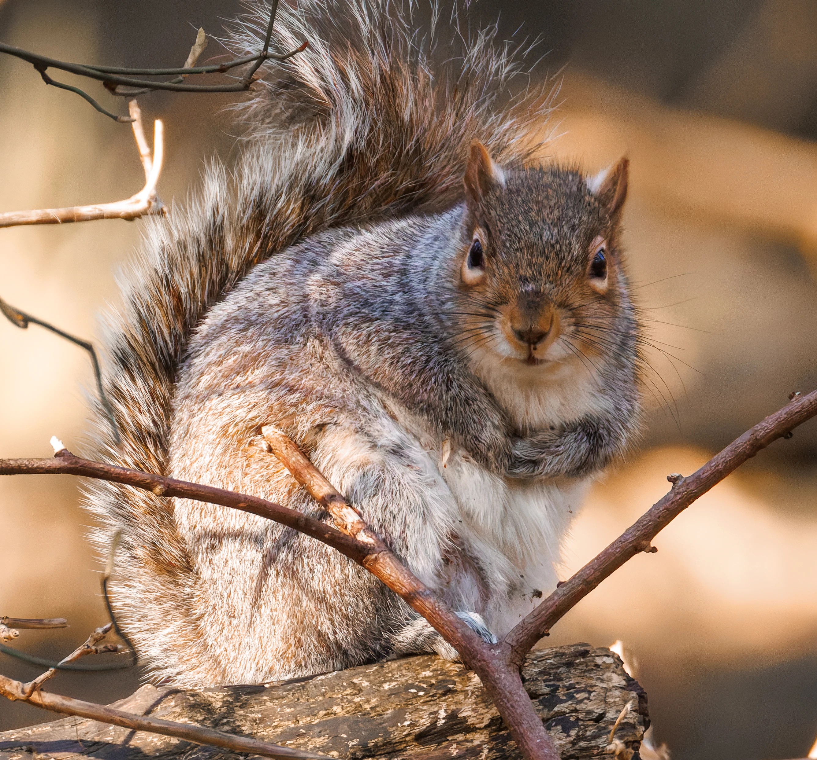 Grey Squirrel, Brockholes, Preston, UK — photo by Orlando Prugel-Bennett