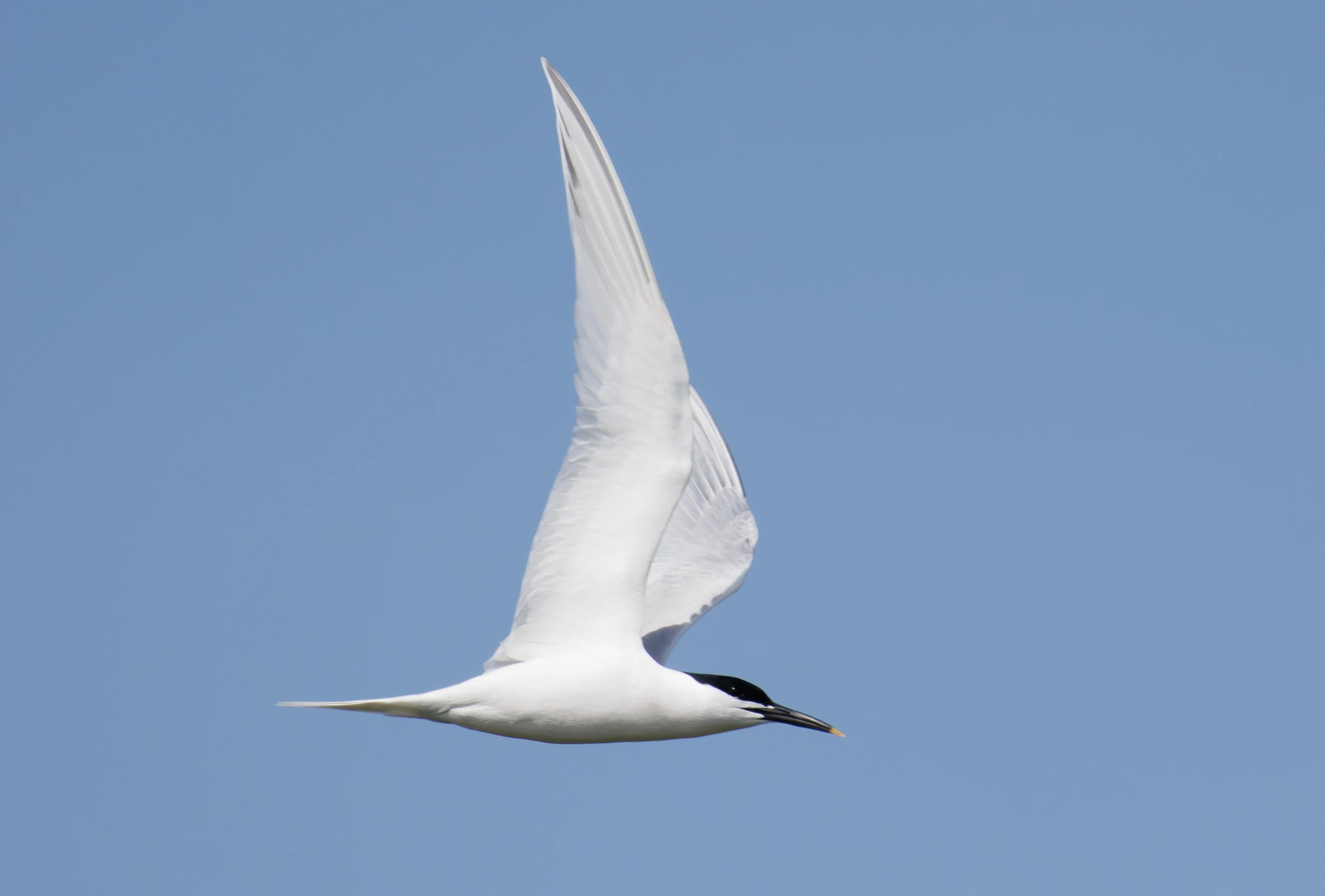 Sandwich Tern, Farne Islands, Seahouses, Northumberland, UK — photo by Orlando Prugel-Bennett