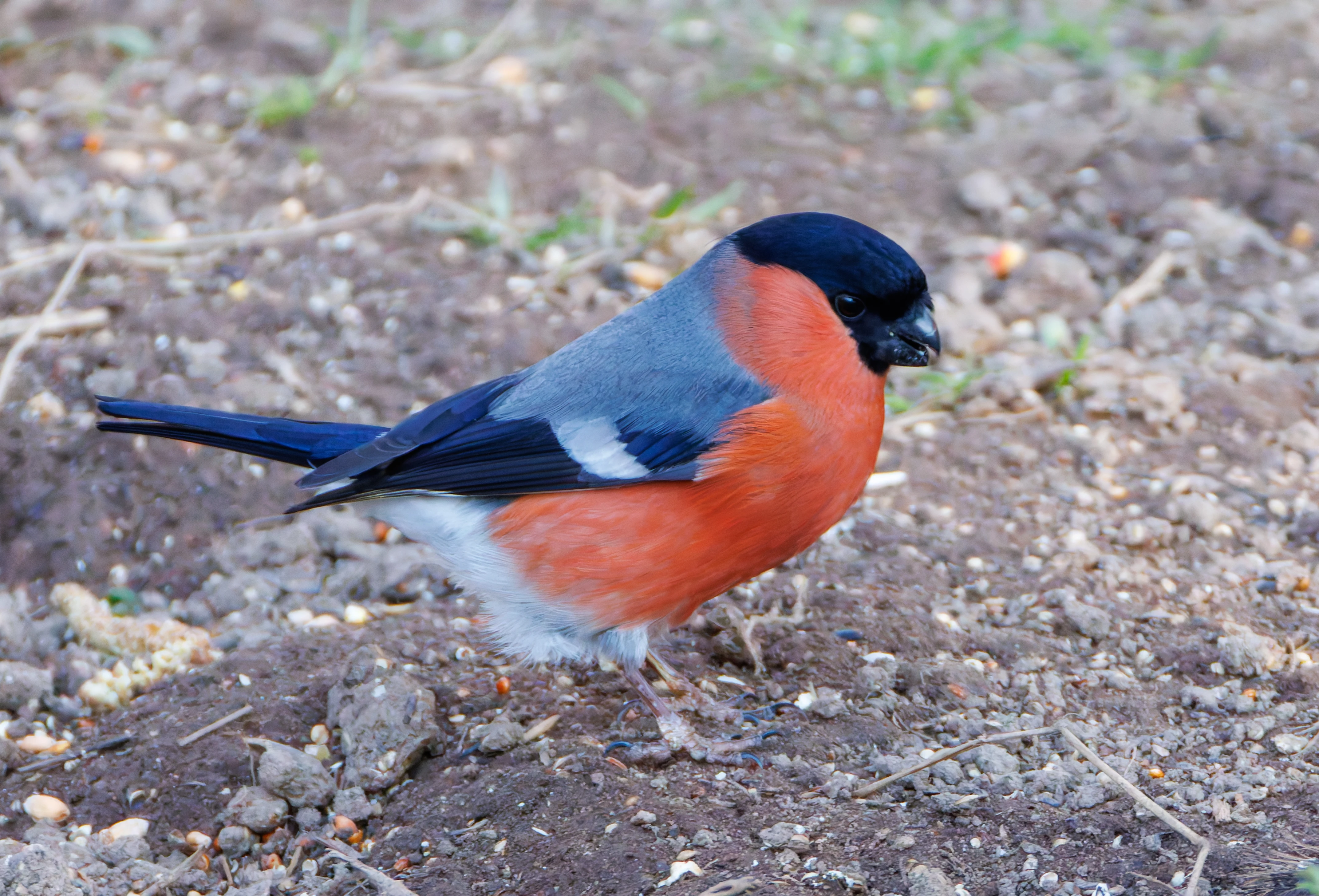 Bullfinch, Brockholes, Preston, UK — photo by Orlando Prugel-Bennett