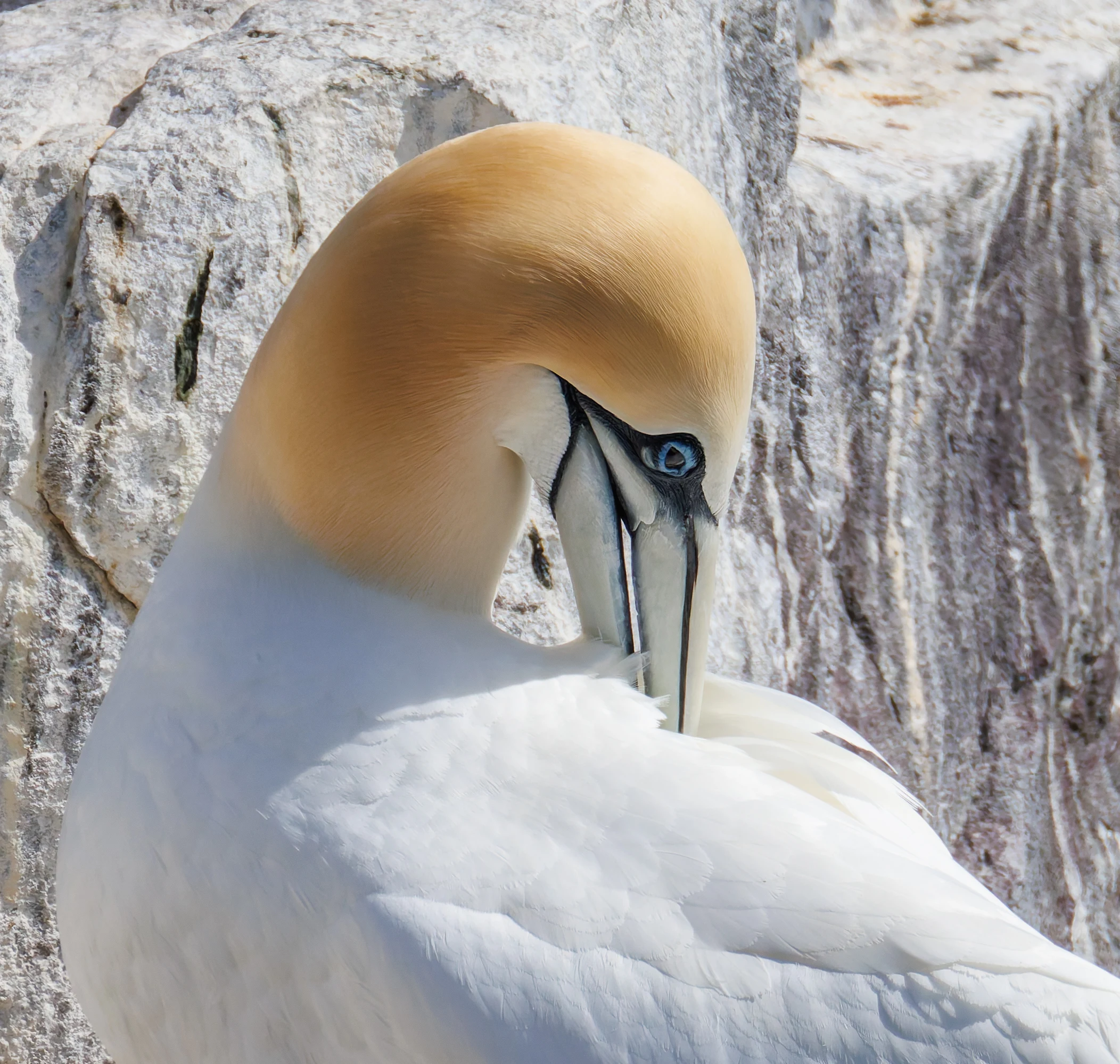 Northern gannet, Farne Islands, Seahouses, Northumberland, UK — photo by Orlando Prugel-Bennett