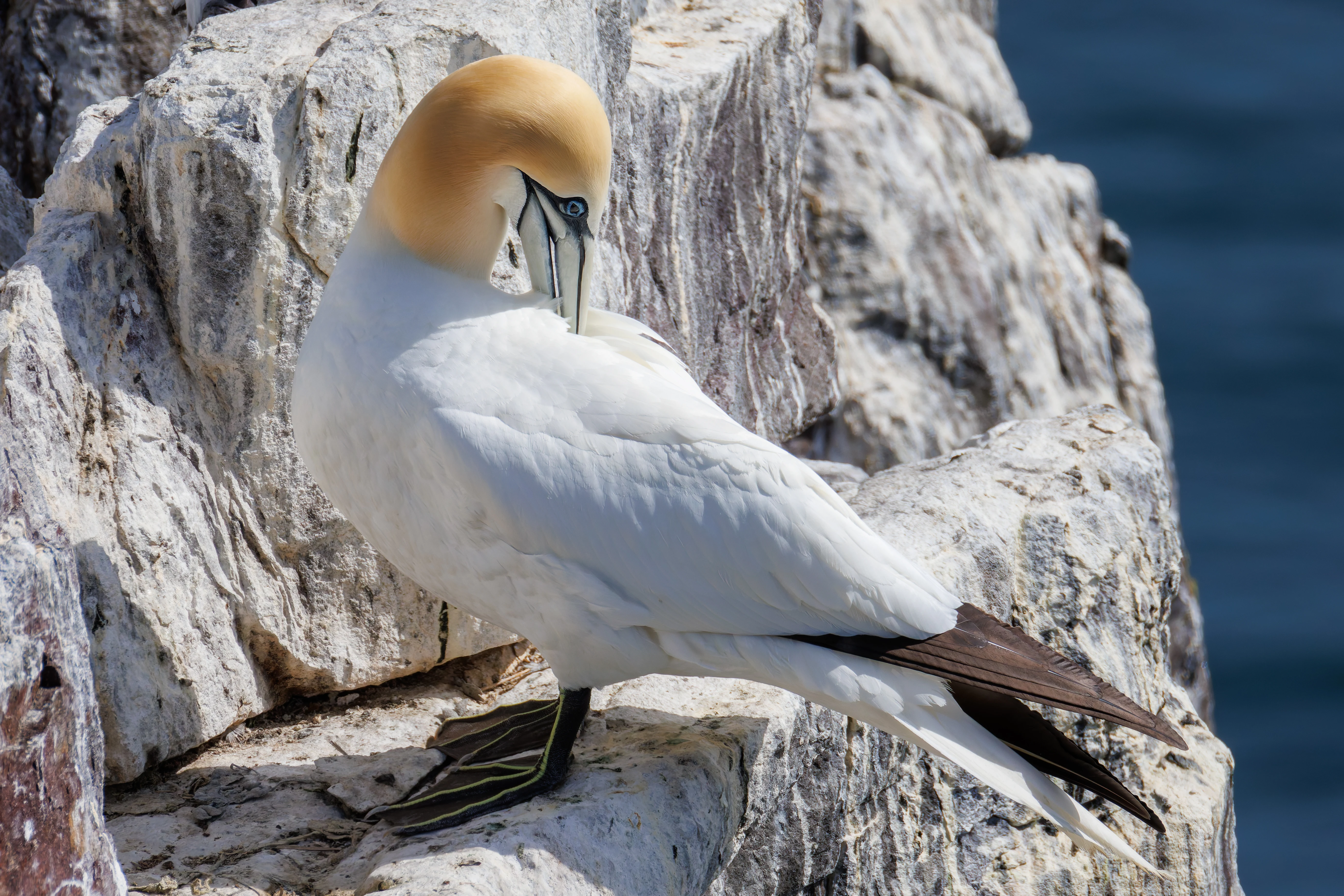 Northern gannet, Farne Islands, Seahouses, Northumberland, UK — photo by Orlando Prugel-Bennett
