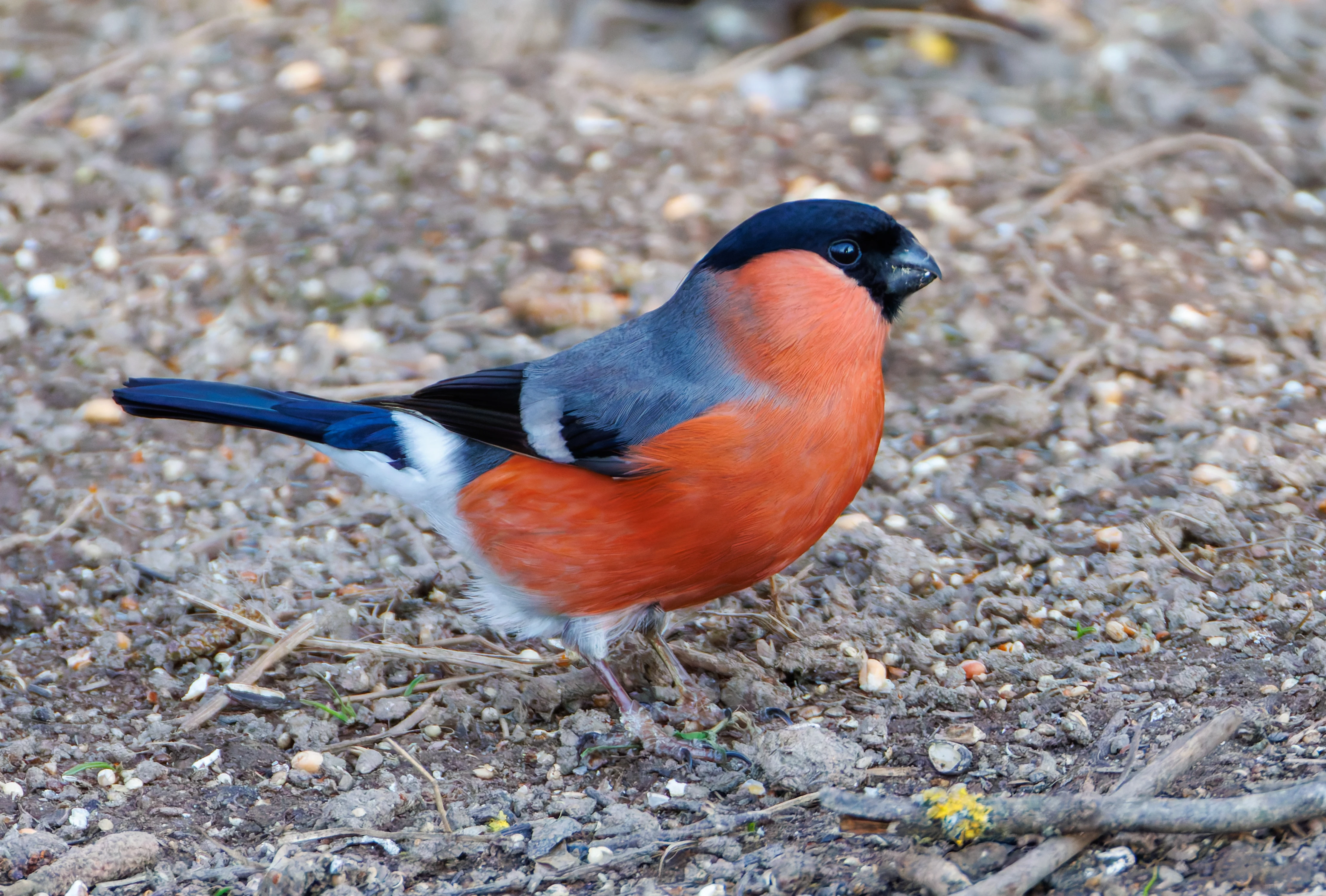 Bullfinch, Brockholes, Preston, UK — photo by Orlando Prugel-Bennett