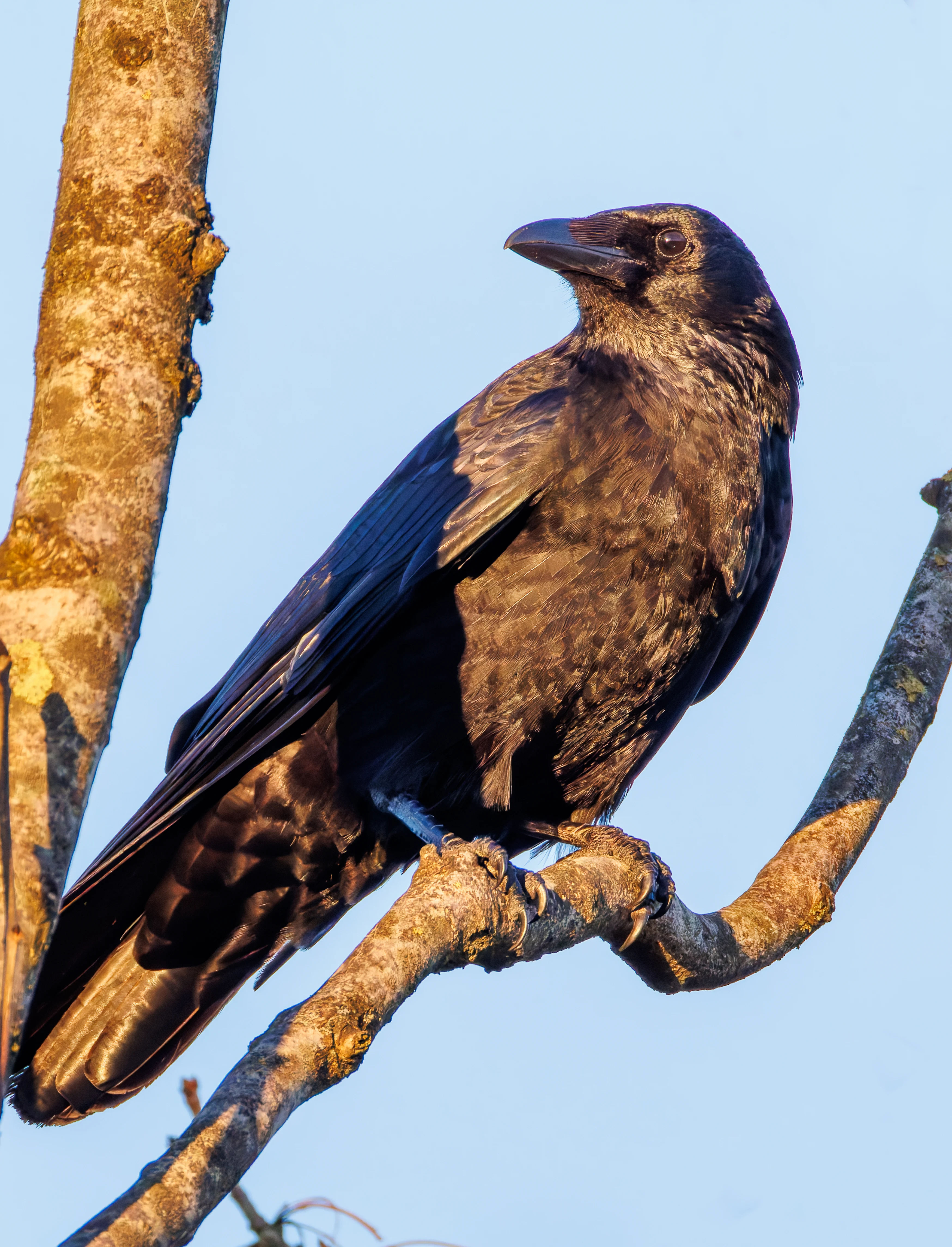 Crow, Brockholes, Preston, UK — photo by Orlando Prugel-Bennett