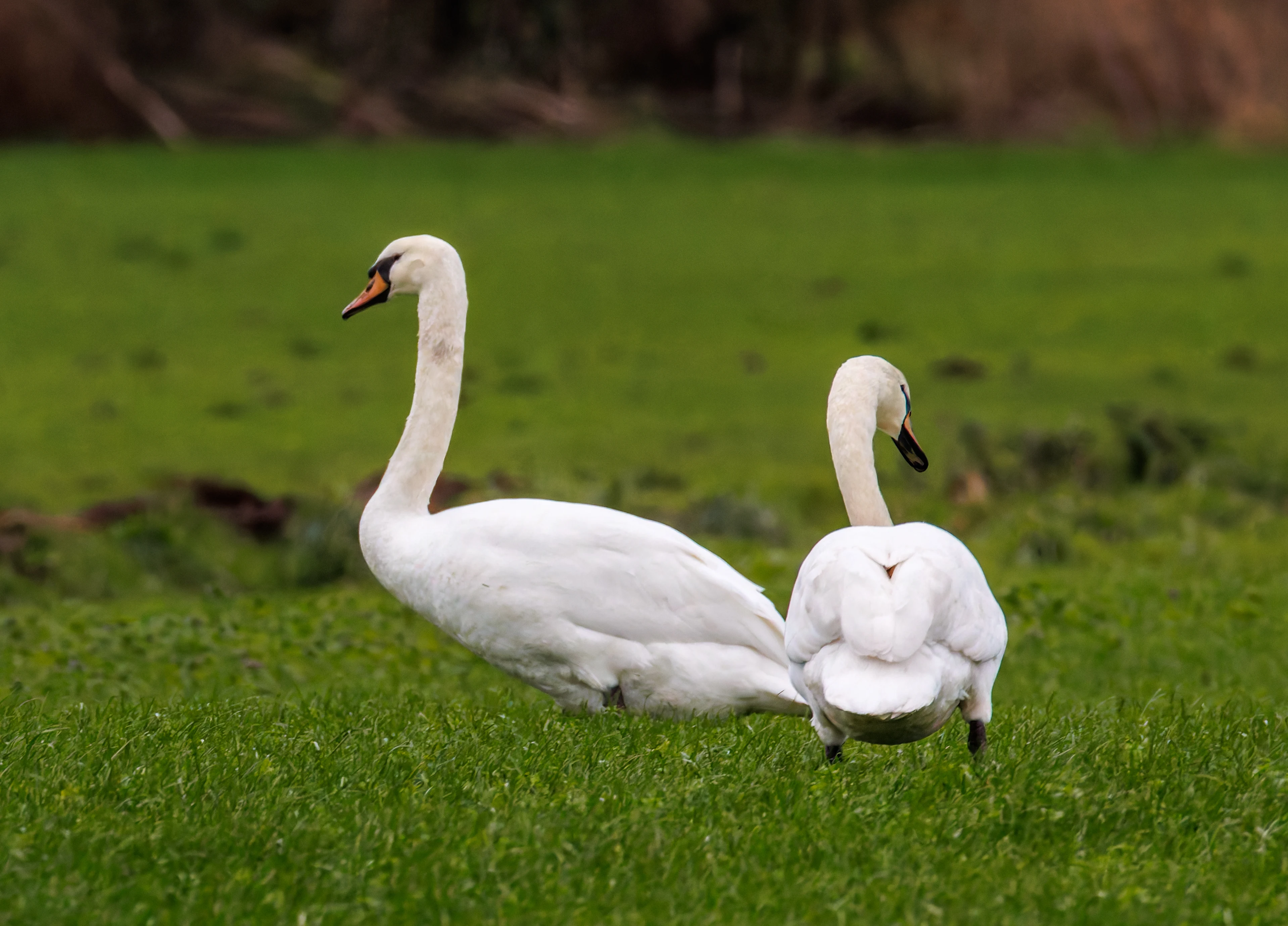 Mute Swans, Glasson Docks, UK — photo by Orlando Prugel-Bennett