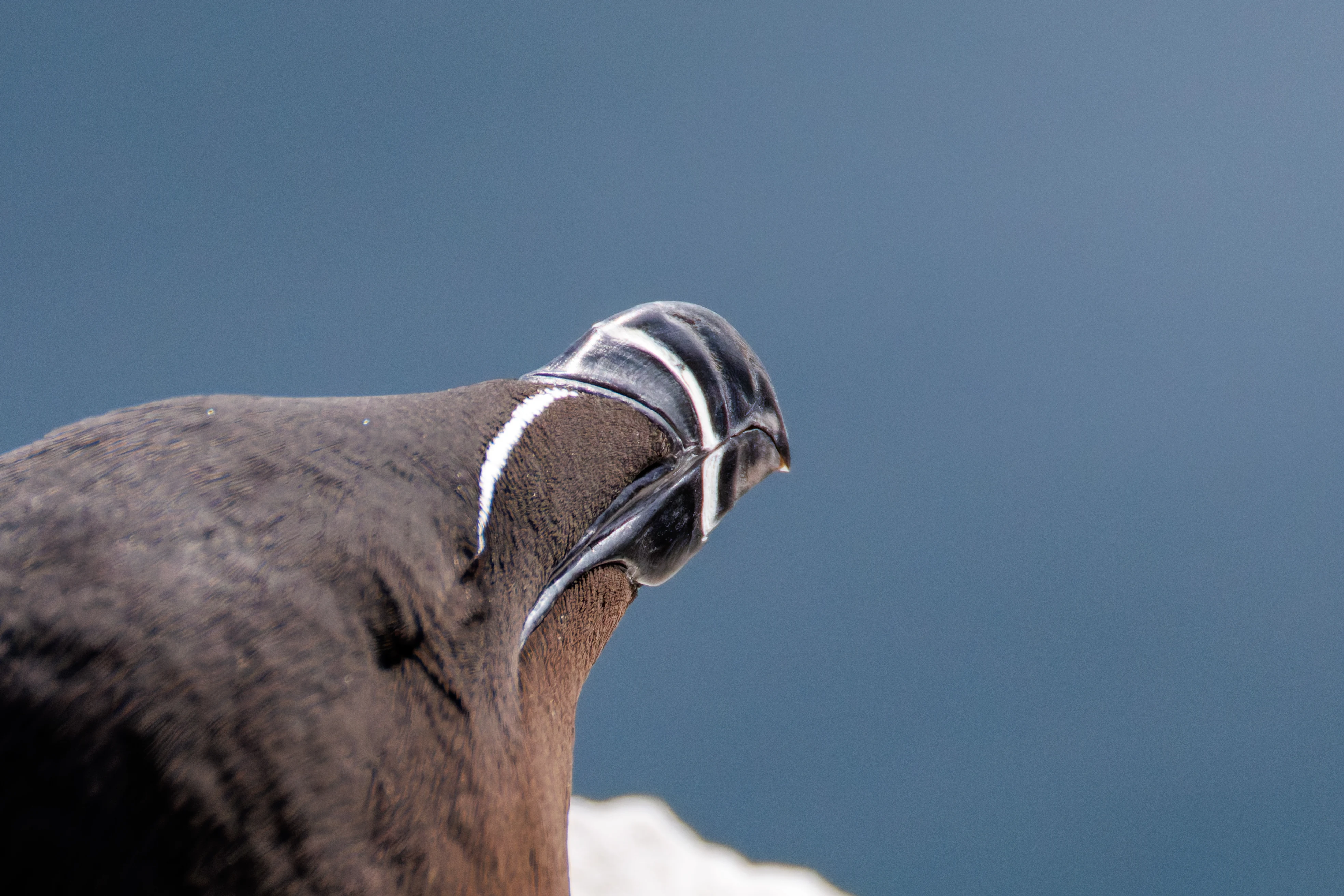 Razorbill, Farne Islands, Seahouses, Northumberland, UK — photo by Orlando Prugel-Bennett