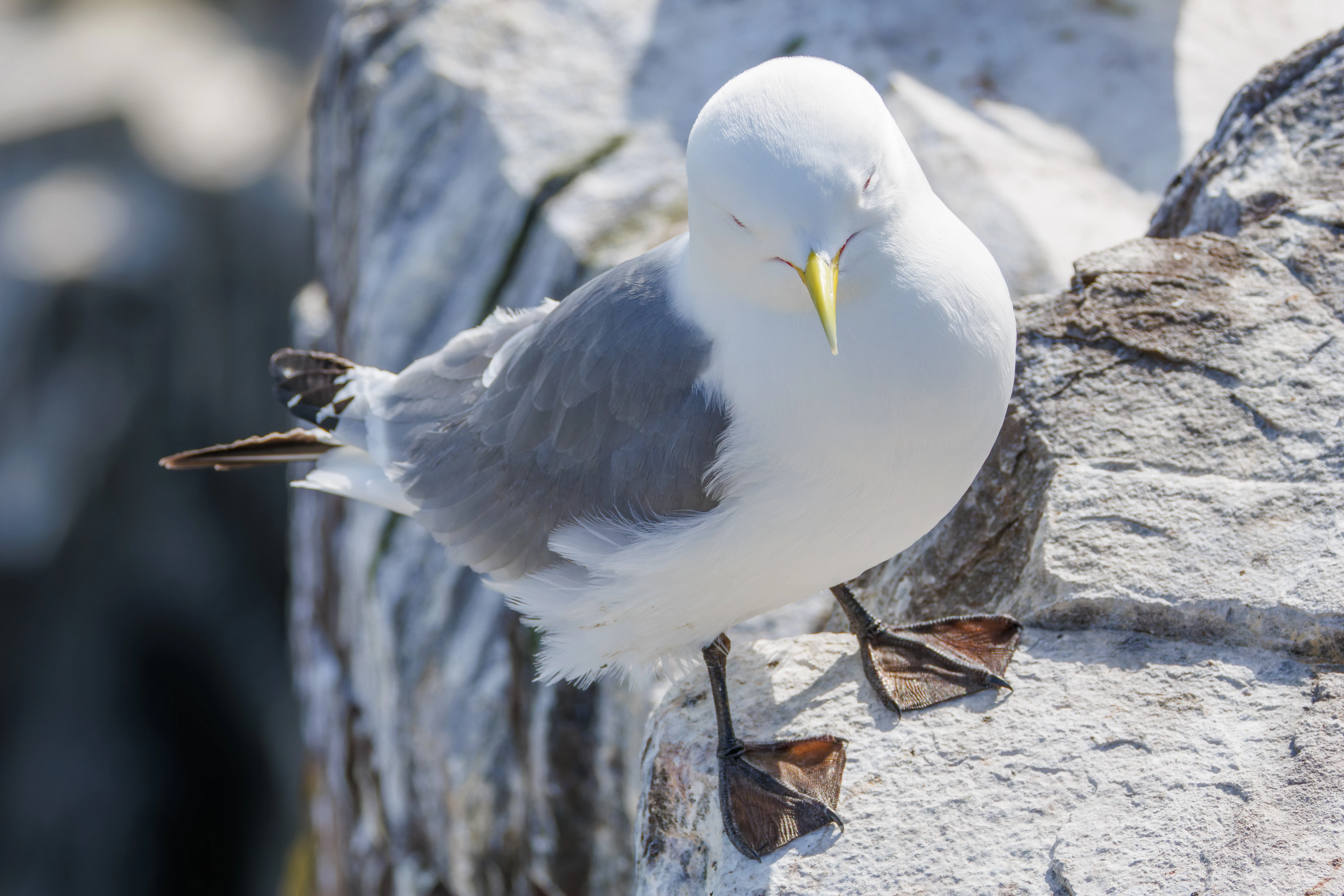 Kittiwake, Farne Islands, Seahouses, Northumberland, UK — photo by Orlando Prugel-Bennett