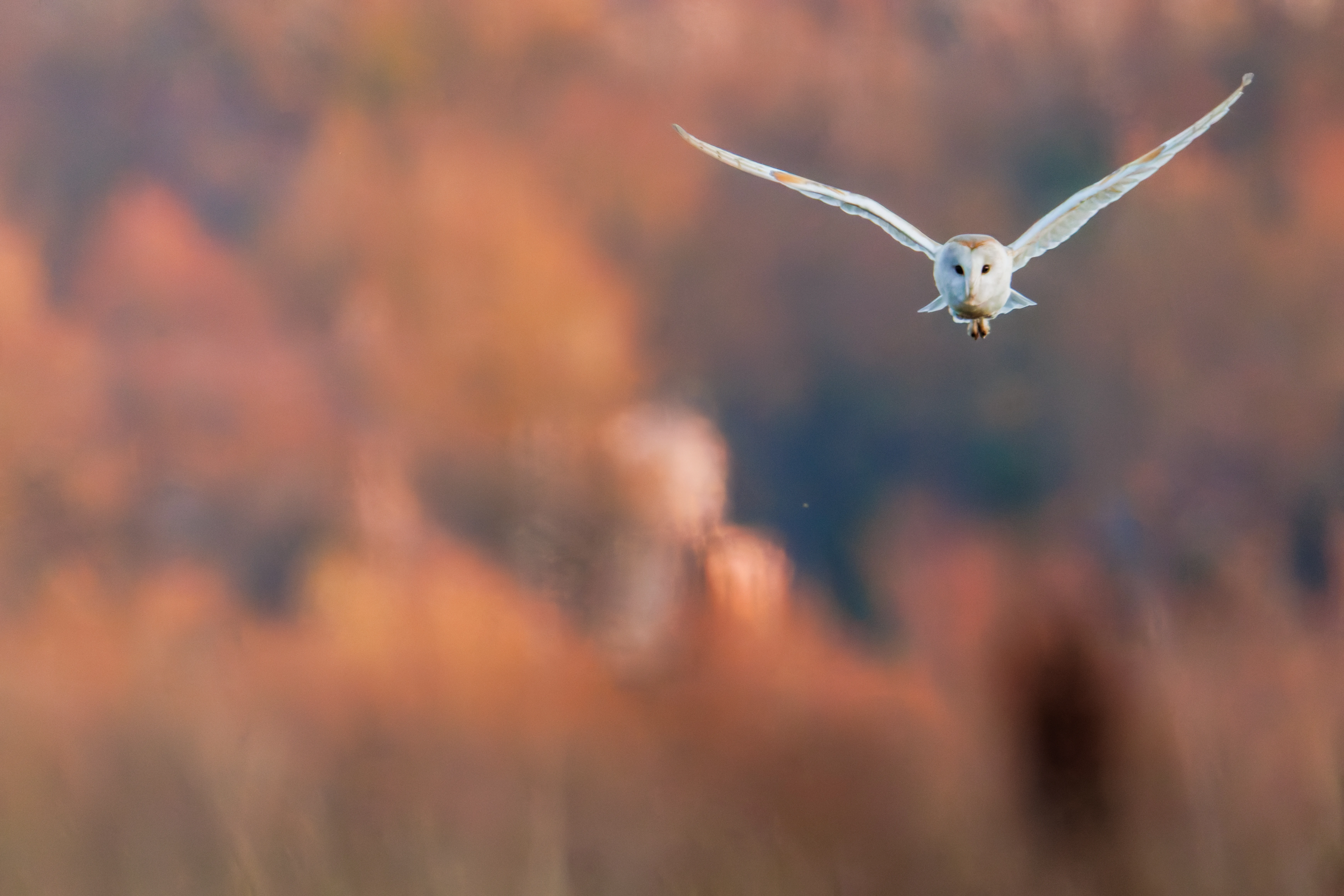 Barn Owl, Brockholes, Preston, UK — photo by Orlando Prugel-Bennett