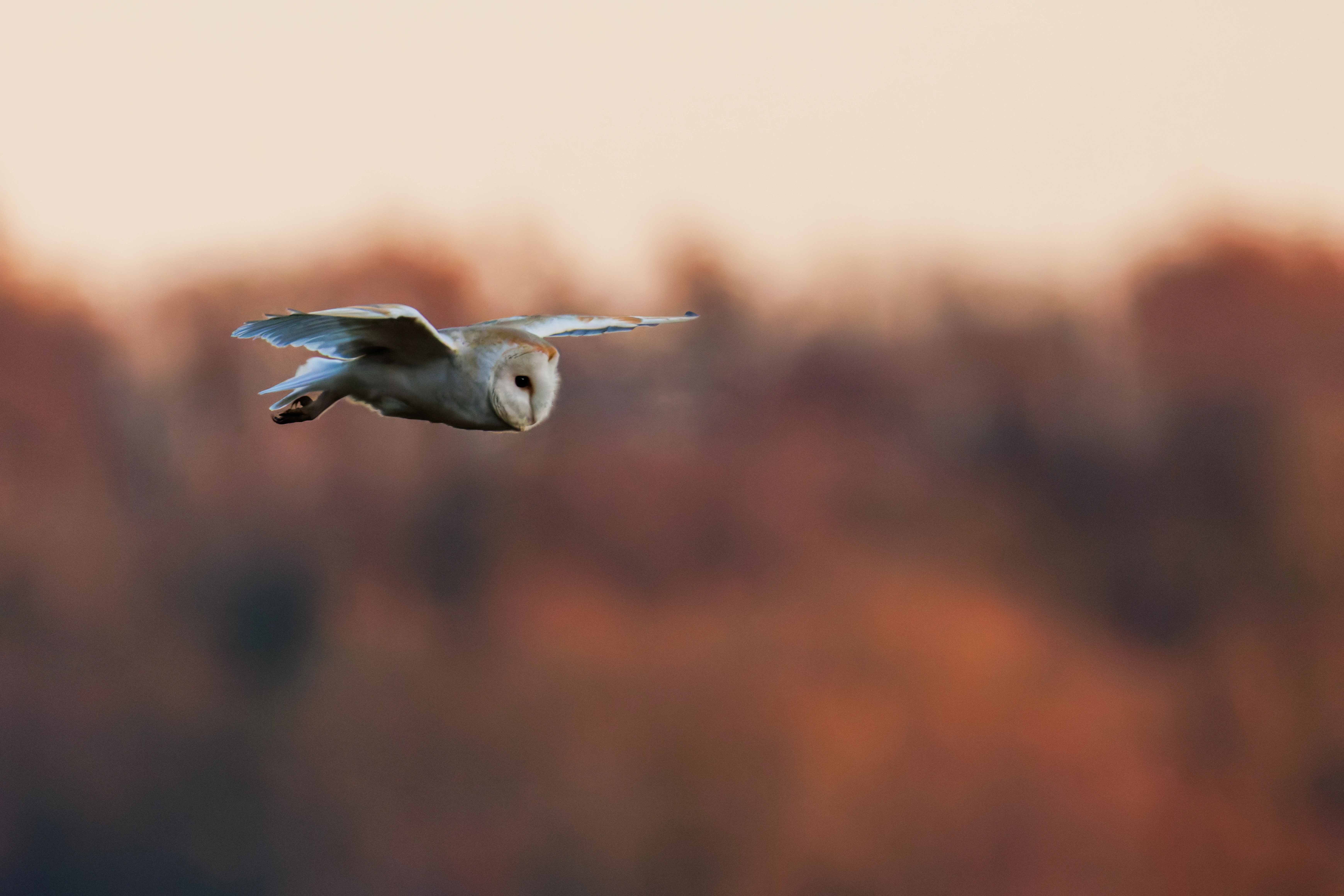 Barn Owl, Brockholes, Preston, UK — photo by Orlando Prugel-Bennett