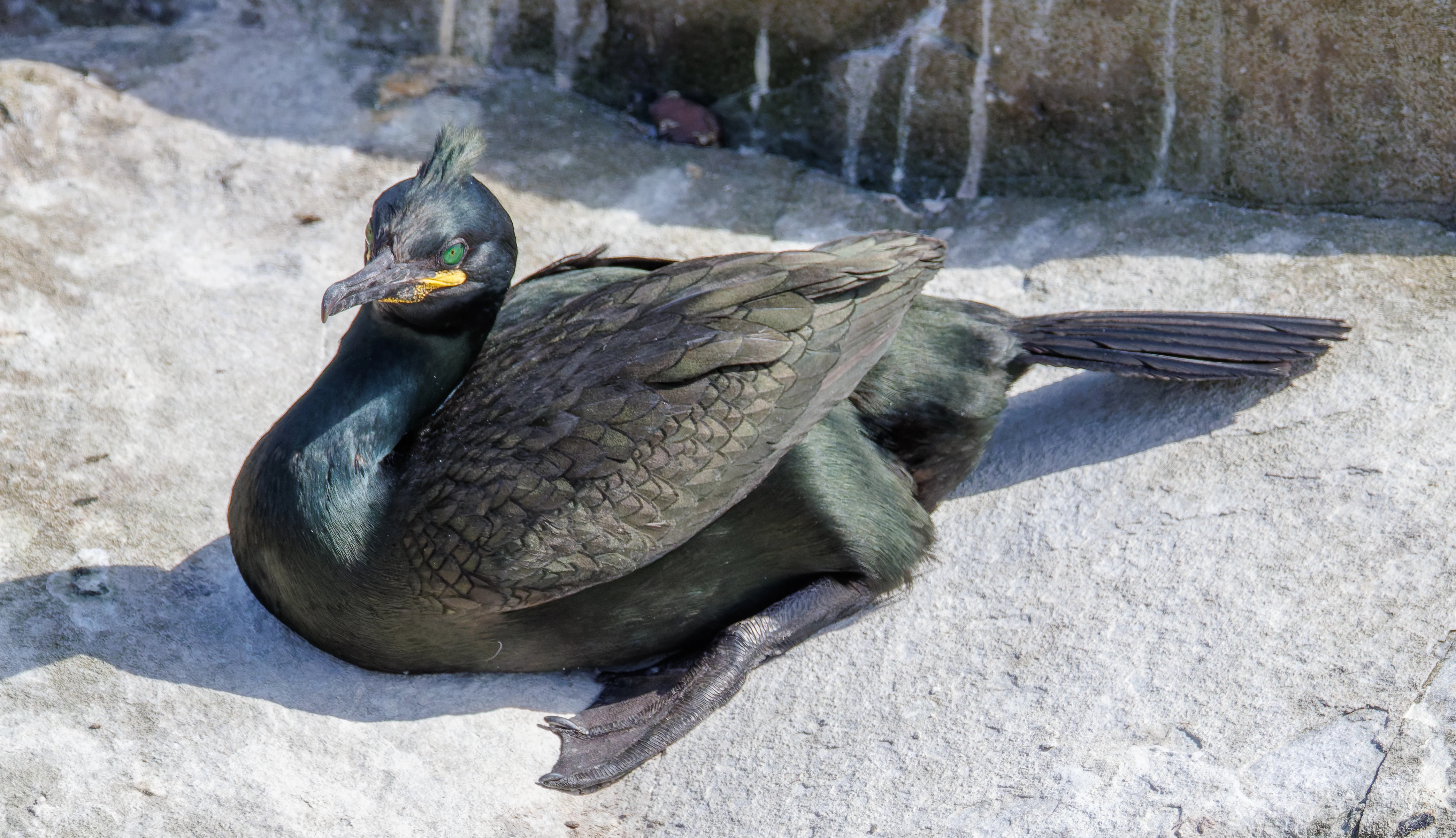 Shag, Farne Islands, Seahouses, Northumberland, UK — photo by Orlando Prugel-Bennett