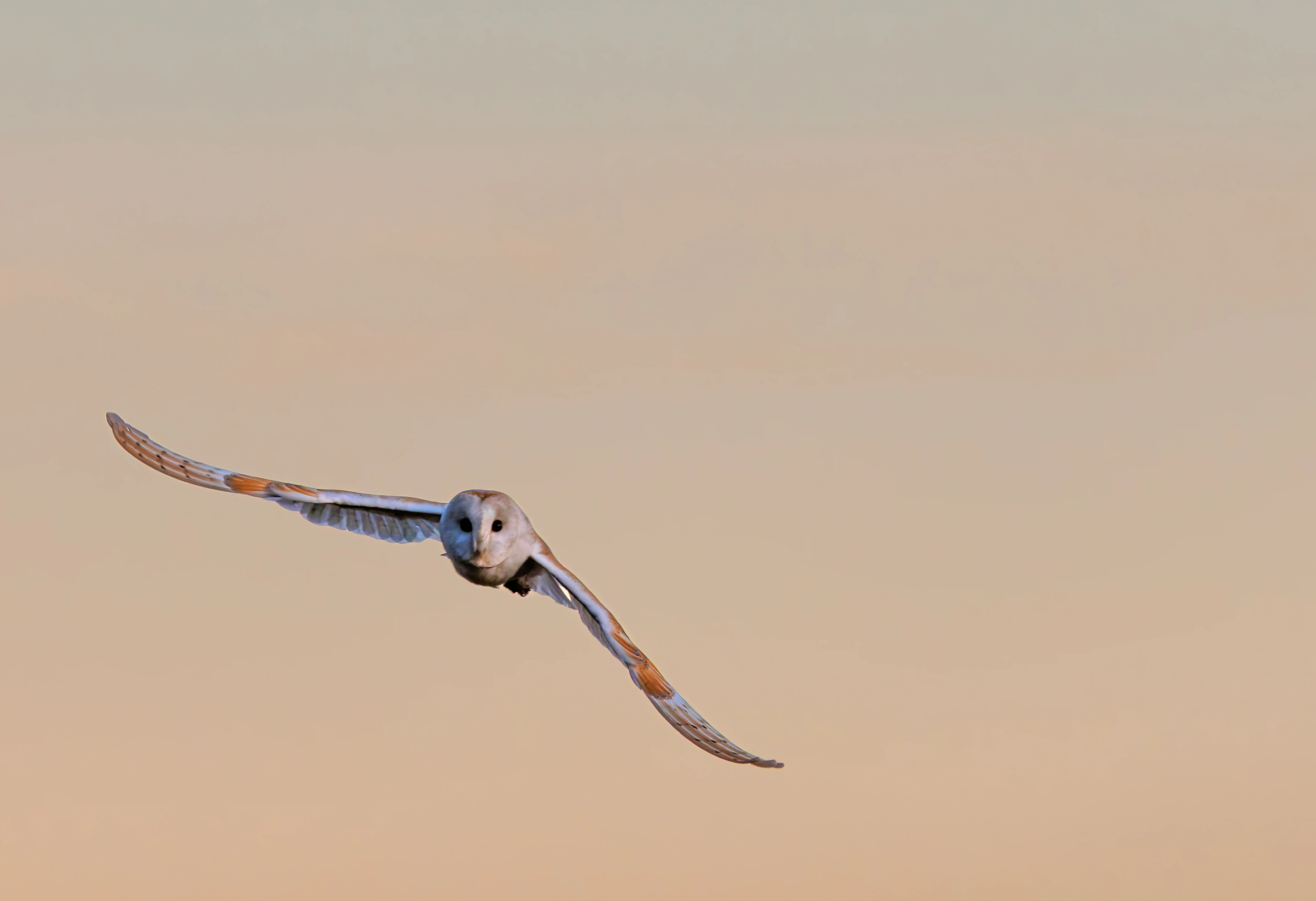 Barn Owl, Brockholes, Preston, UK — photo by Orlando Prugel-Bennett