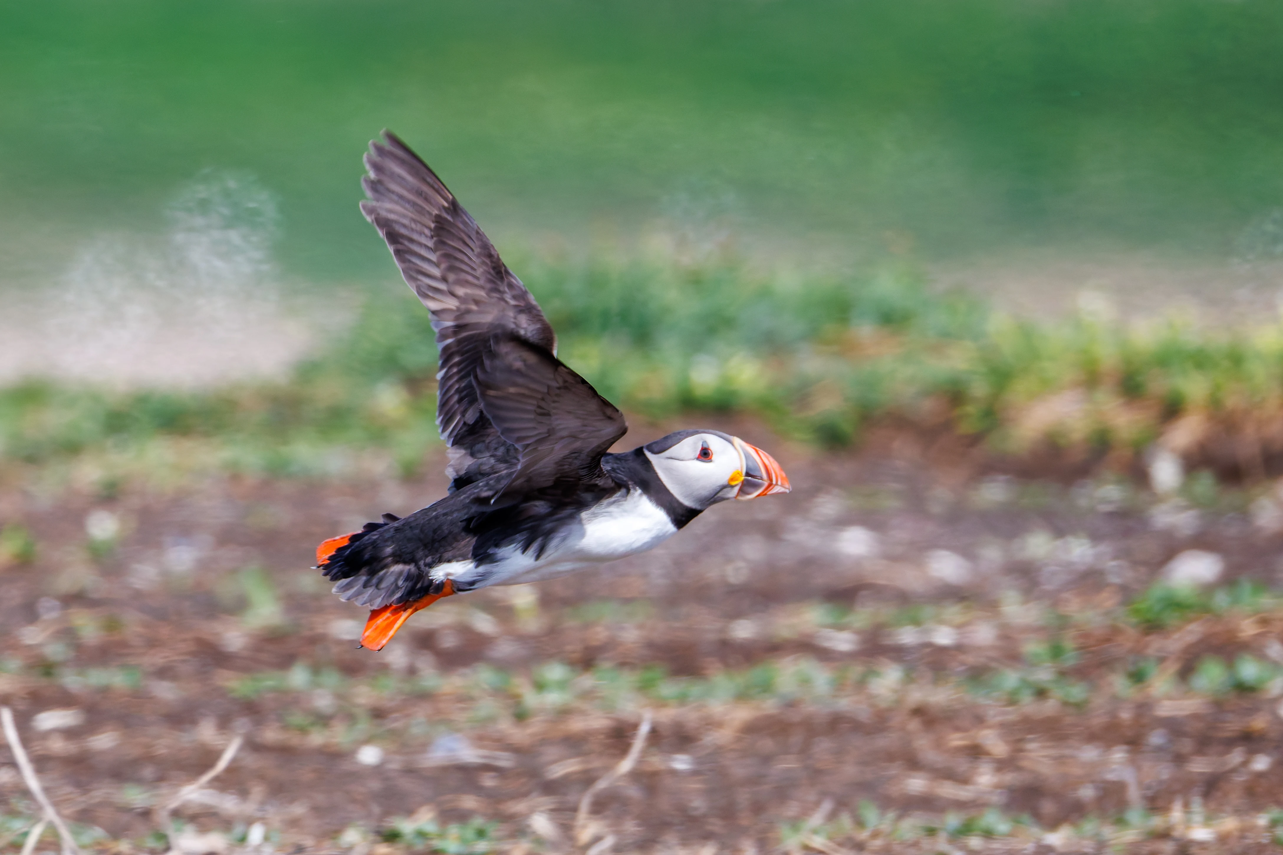 Puffin, Farne Islands, Seahouses, Northumberland, UK — photo by Orlando Prugel-Bennett
