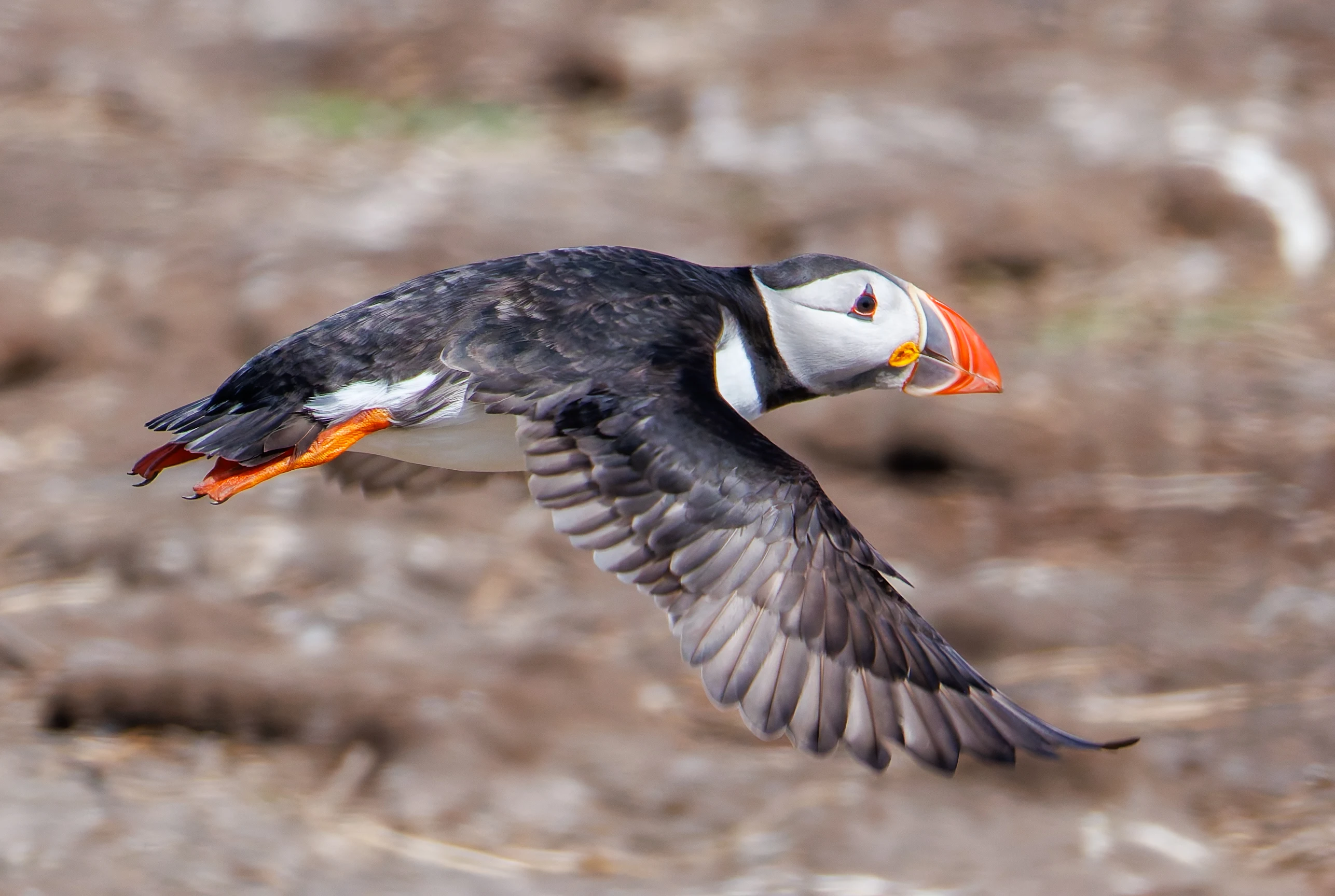 Puffin, Farne Islands, Seahouses, Northumberland, UK — photo by Orlando Prugel-Bennett