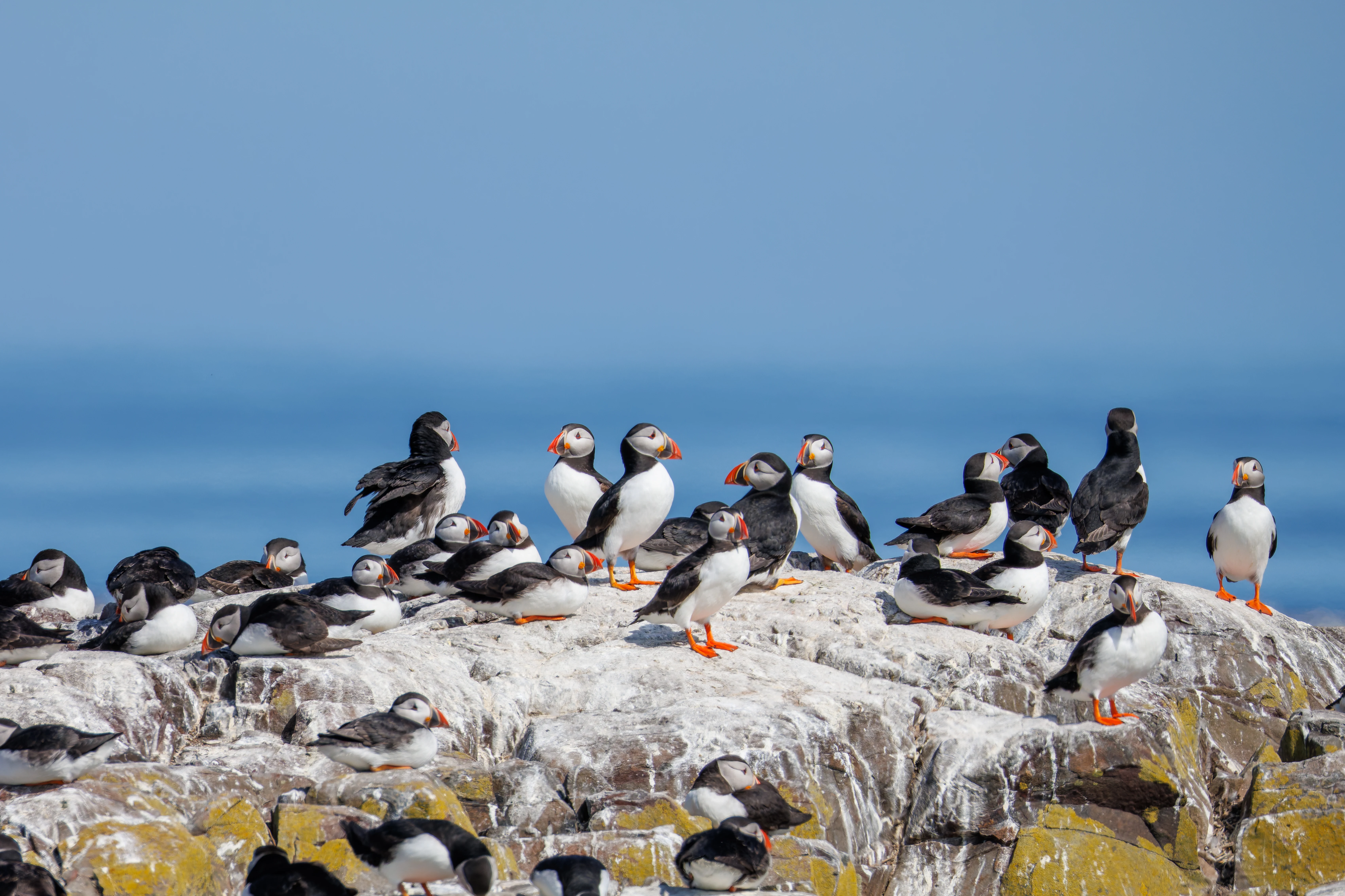 Puffins, Farne Islands, Seahouses, Northumberland, UK — photo by Orlando Prugel-Bennett