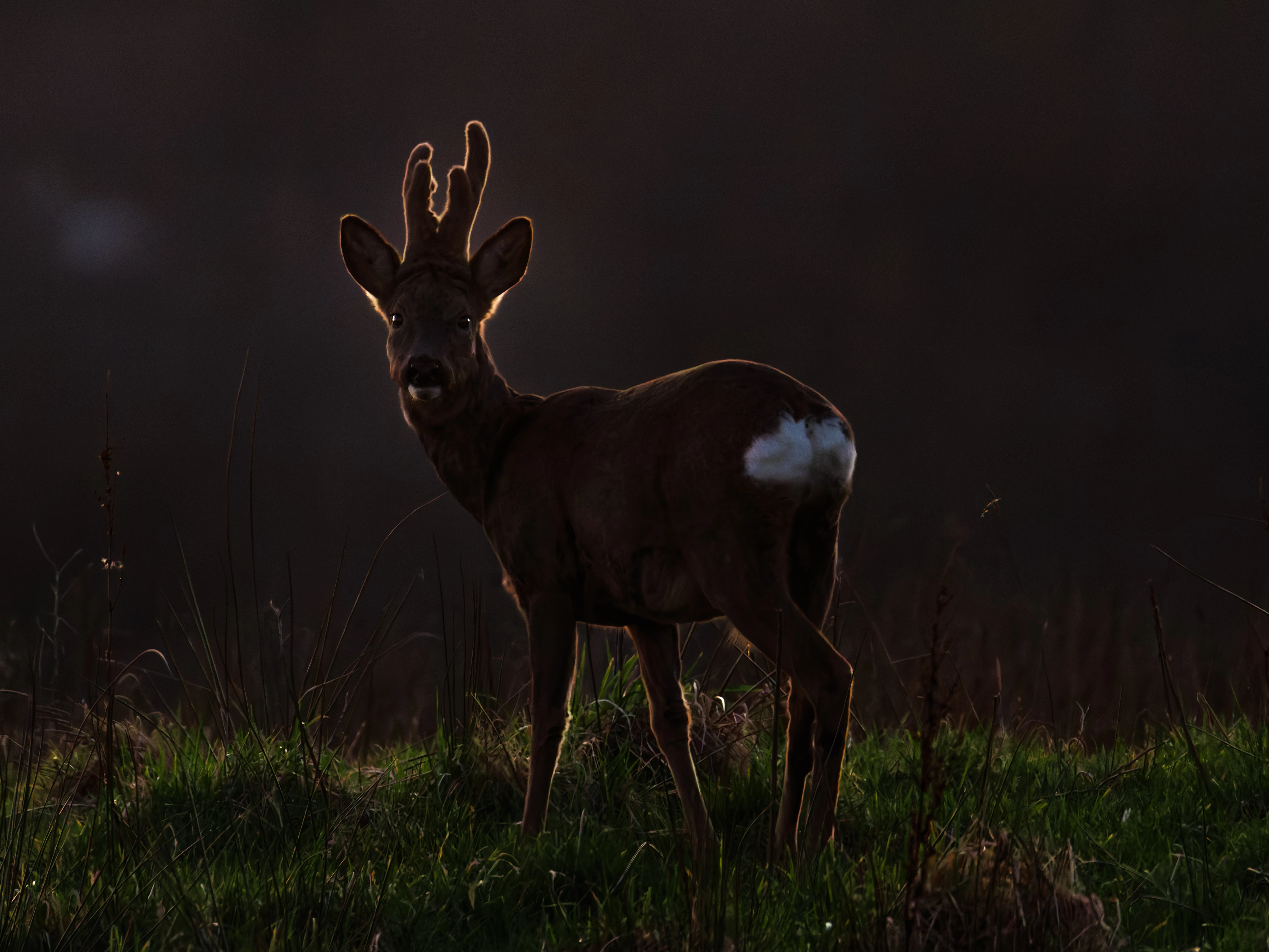 Roe Deer, Brockholes, Preston, UK — photo by Orlando Prugel-Bennett