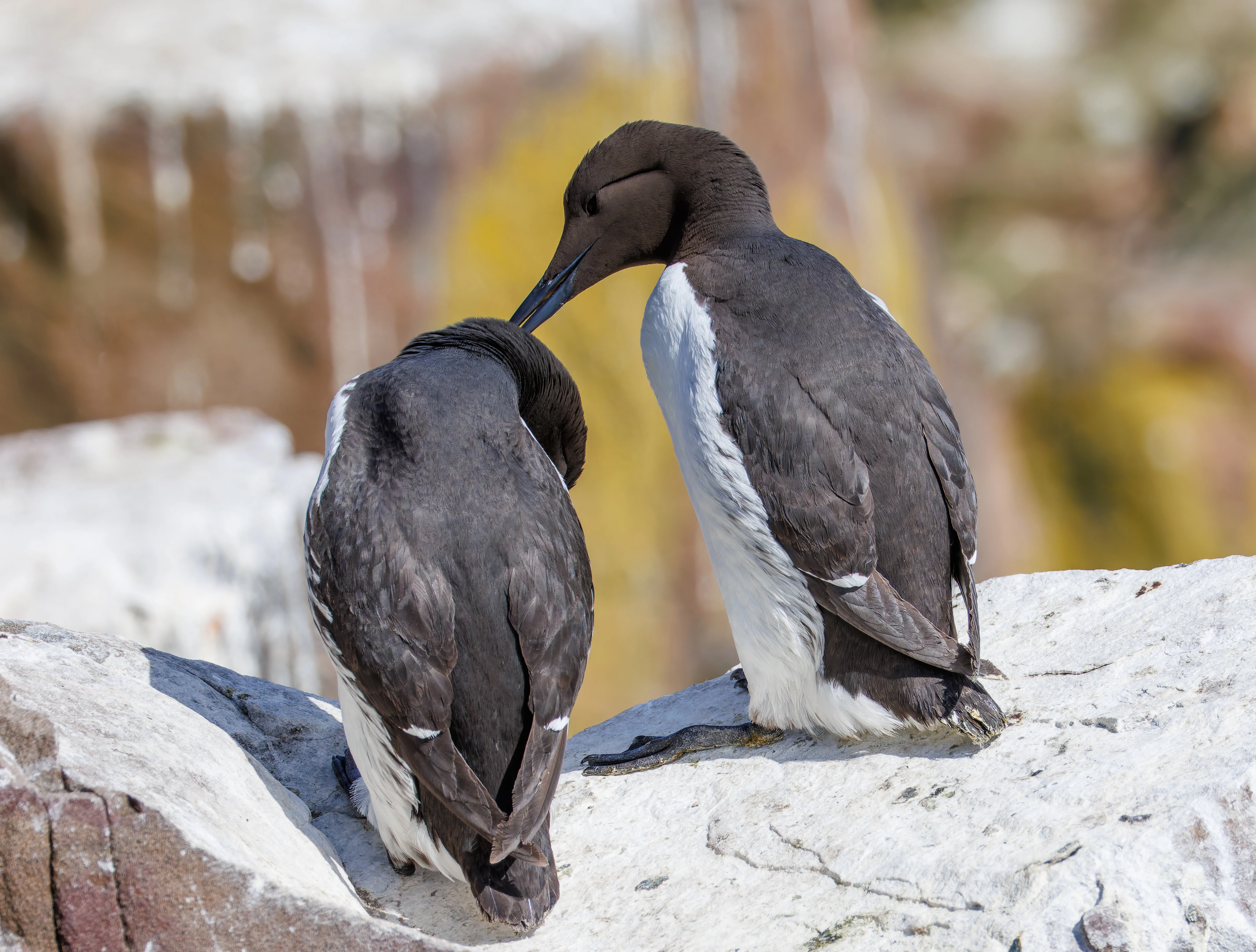 Guillemots, Farne Islands, Seahouses, Northumberland, UK — photo by Orlando Prugel-Bennett