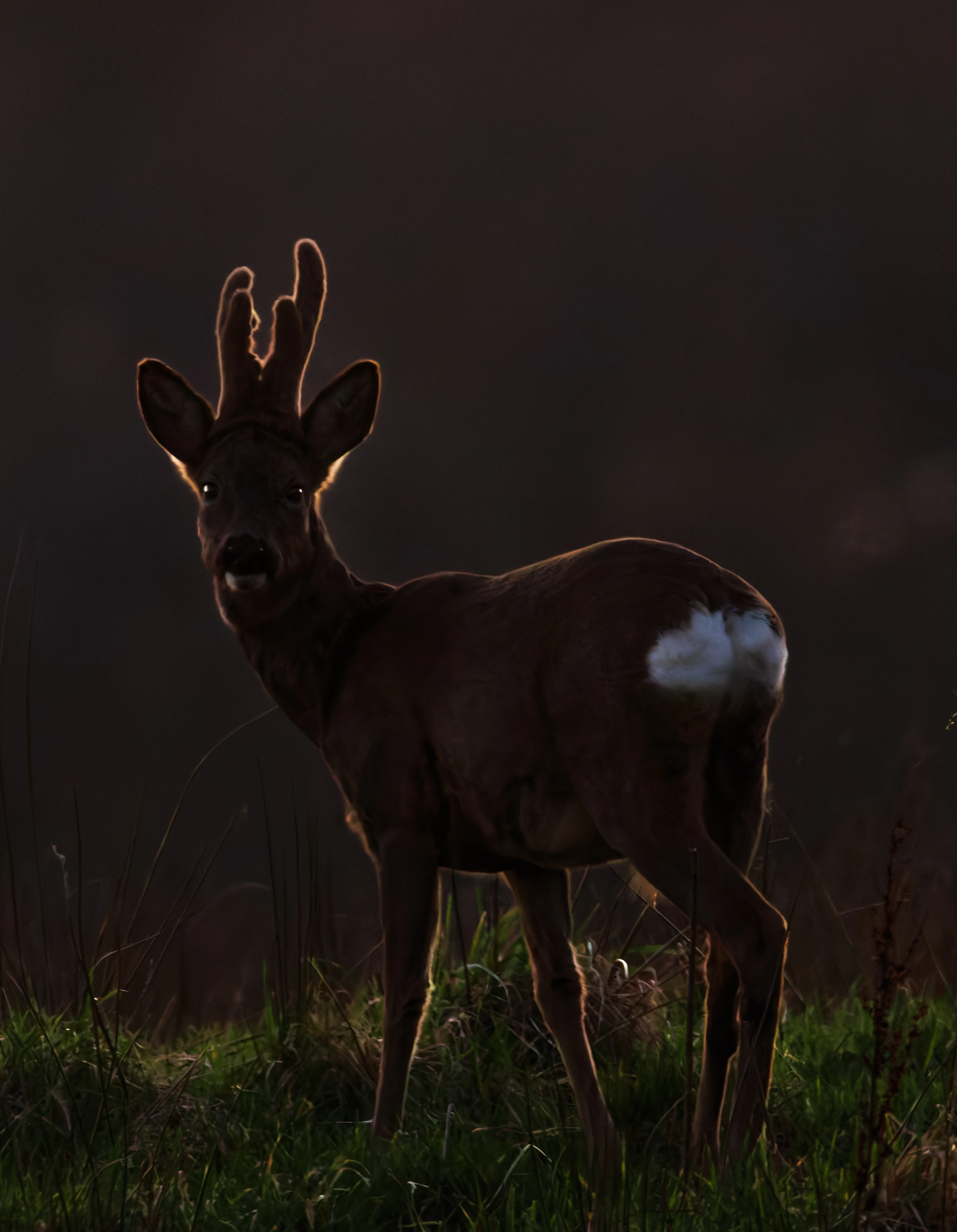 Roe Deer, Brockholes, Preston, UK — photo by Orlando Prugel-Bennett