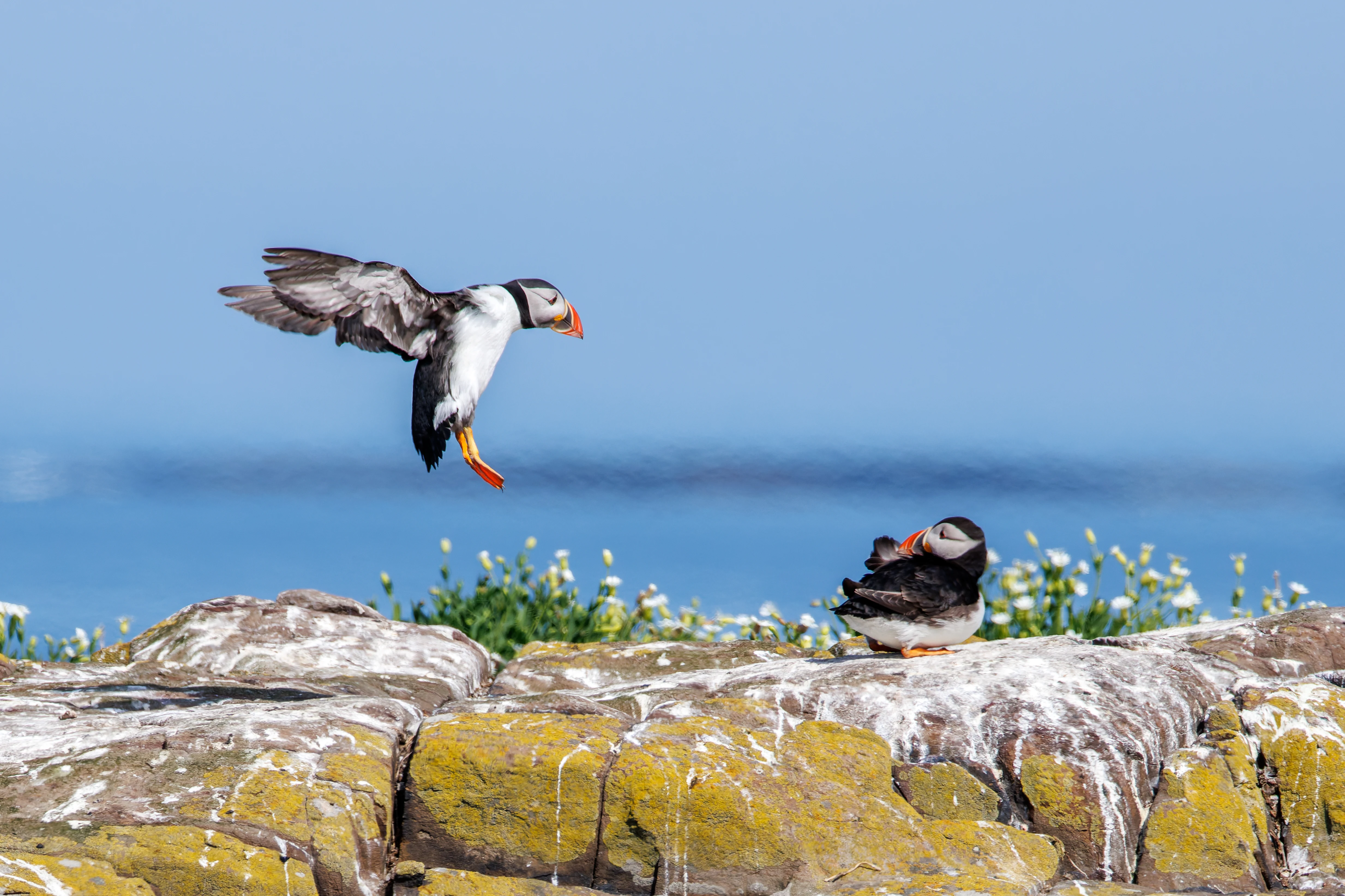 Puffins, Farne Islands, Seahouses, Northumberland, UK — photo by Orlando Prugel-Bennett