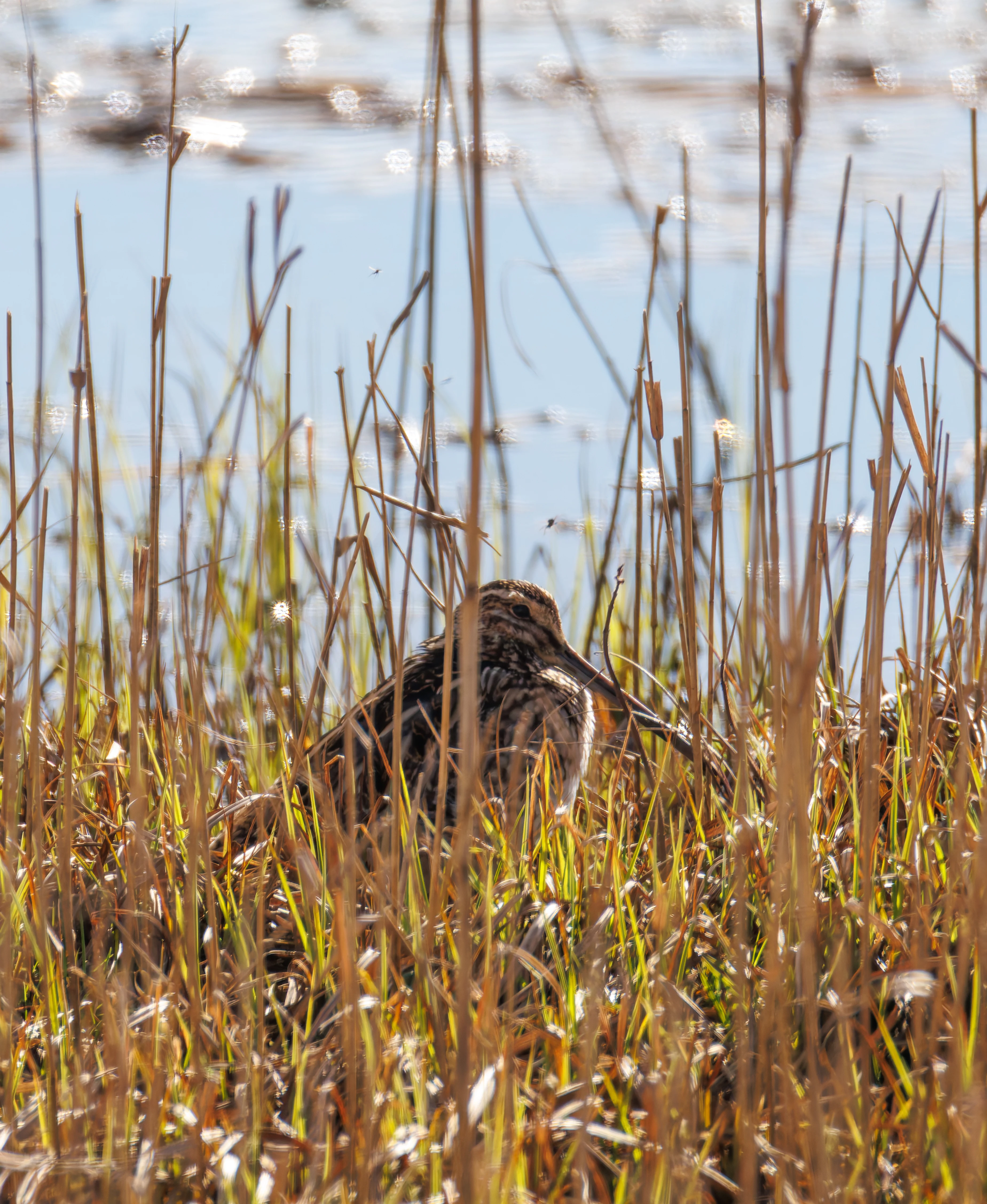 Snipe, Leighton Moss, Lancashire, UK — photo by Orlando Prugel-Bennett