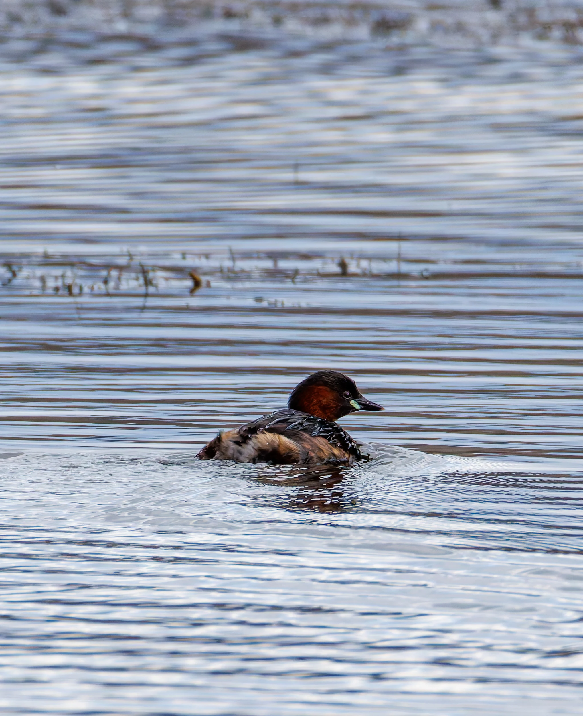 Little Grebe, Leighton Moss, Lancashire, UK — photo by Orlando Prugel-Bennett