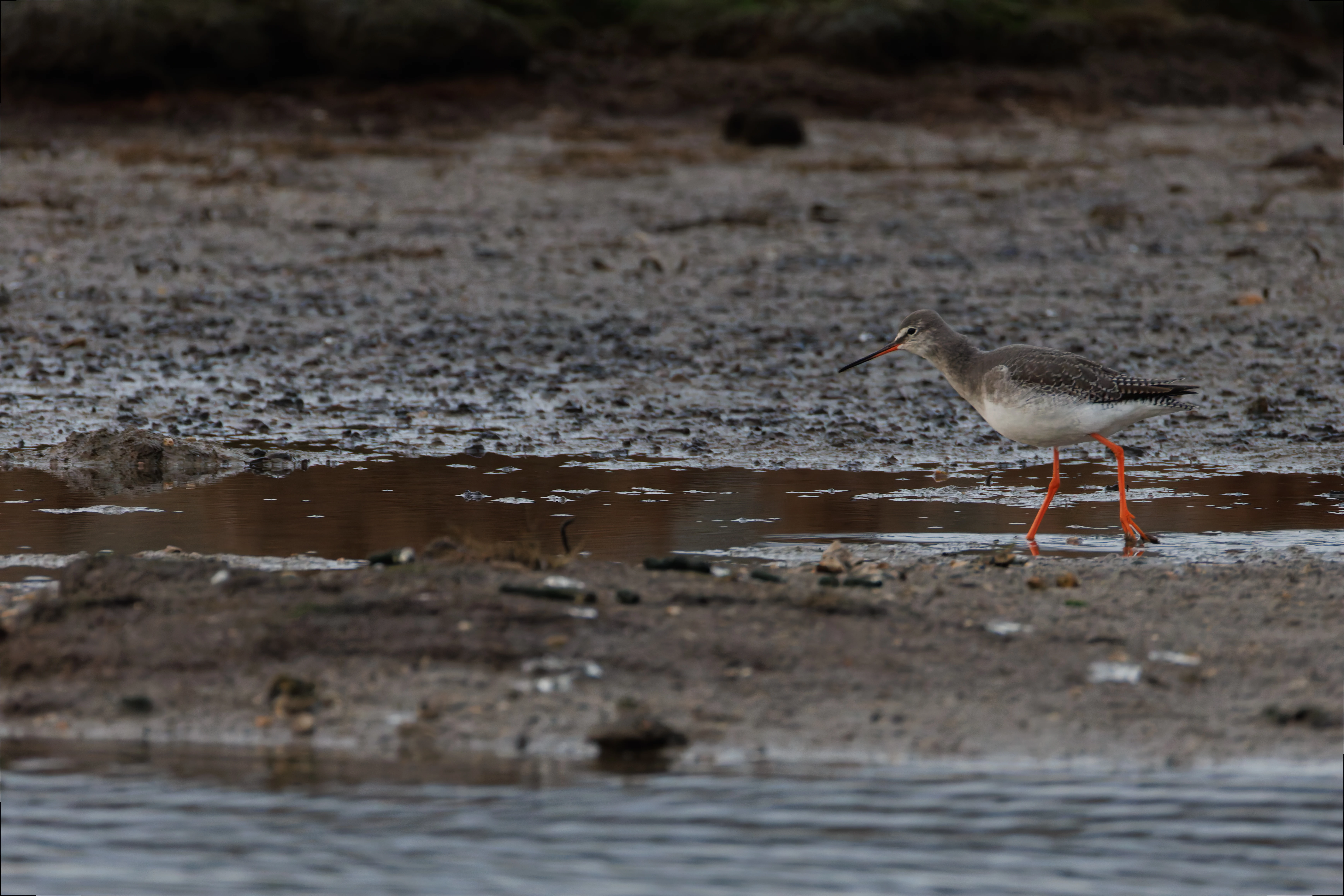 Spotted redshank, Lymington, UK — photo by Orlando Prugel-Bennett