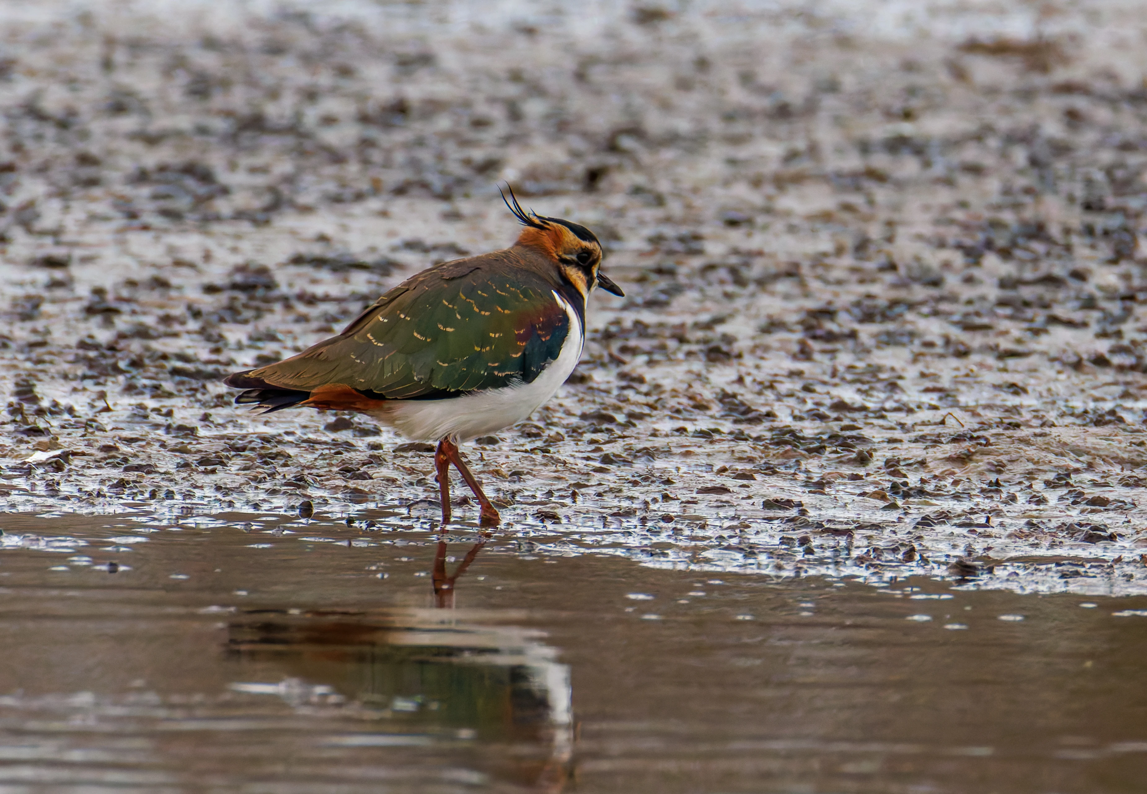 Lapwing, Lymington, UK — photo by Orlando Prugel-Bennett