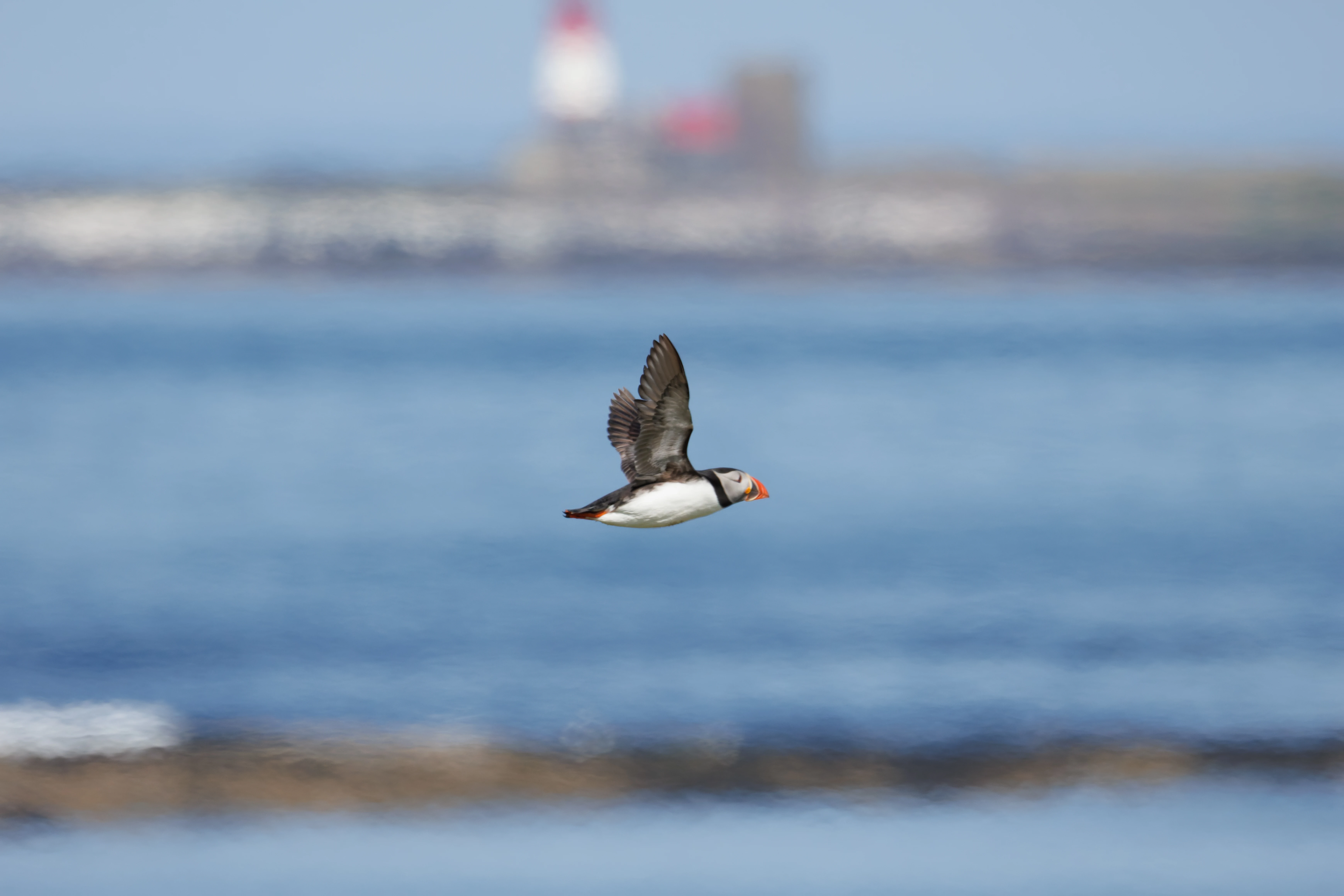Puffin, Farne Islands, Seahouses, Northumberland, UK — photo by Orlando Prugel-Bennett